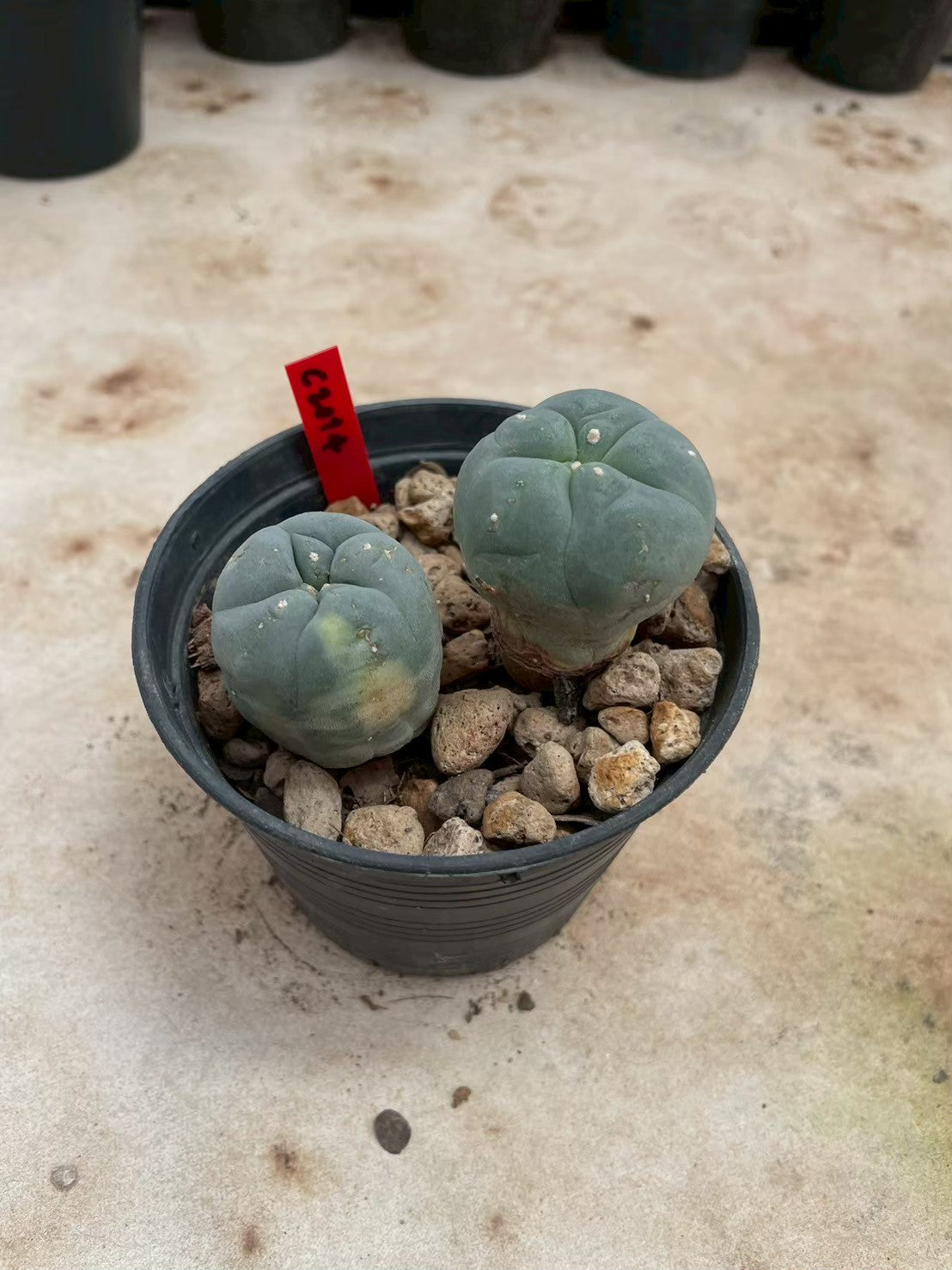 Lophophora williamsii – Peyote Cactus (3-4 cm, Own Root)
