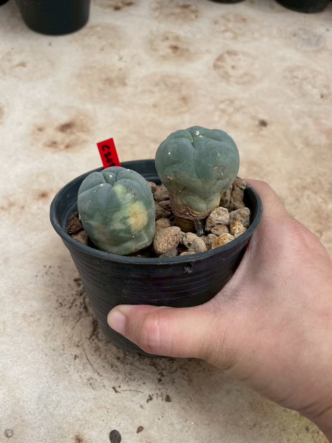 Lophophora williamsii – Peyote Cactus (3-4 cm, Own Root)