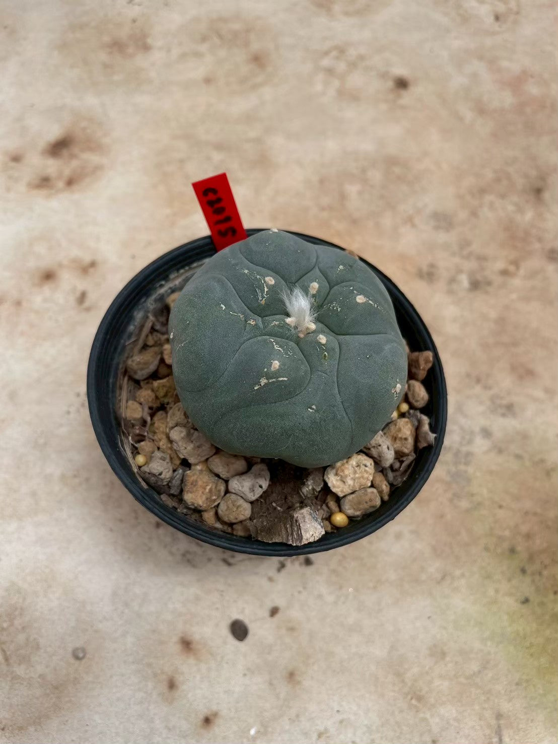 Lophophora williamsii – Peyote Cactus (3-4 cm, Own Root)