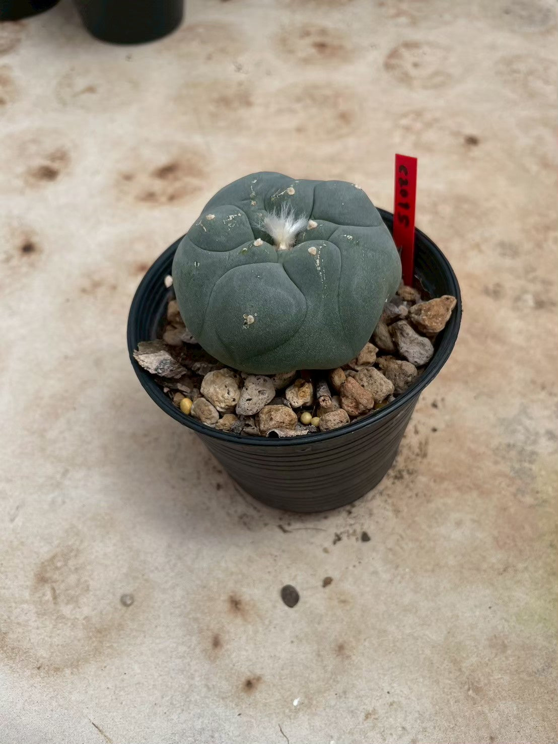 Lophophora williamsii – Peyote Cactus (3-4 cm, Own Root)