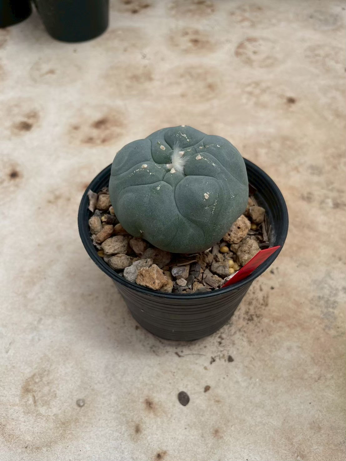 Lophophora williamsii – Peyote Cactus (3-4 cm, Own Root)