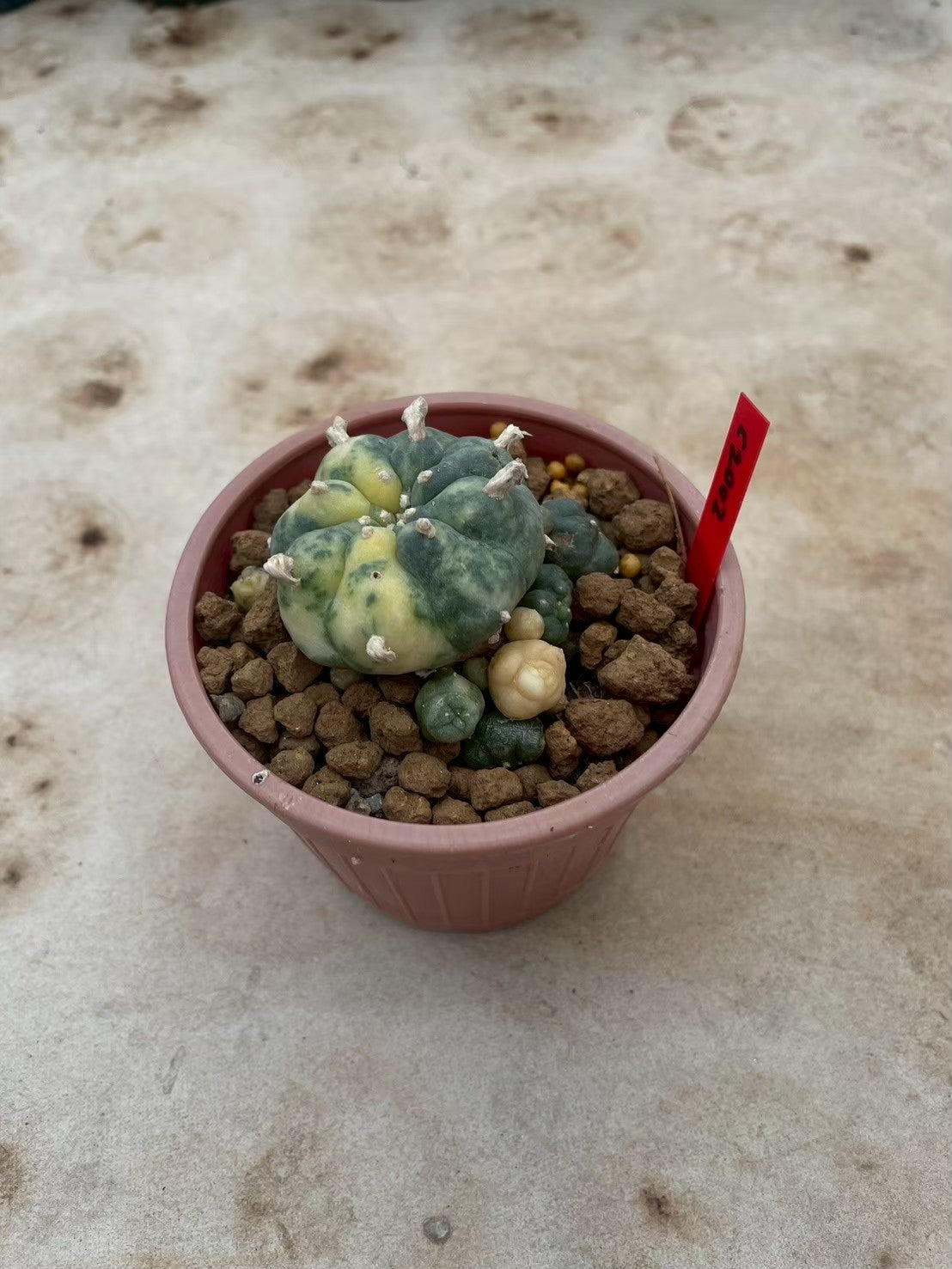 Lophophora williamsii variegata  – Peyote Cactus (3-4 cm, Own Root)
