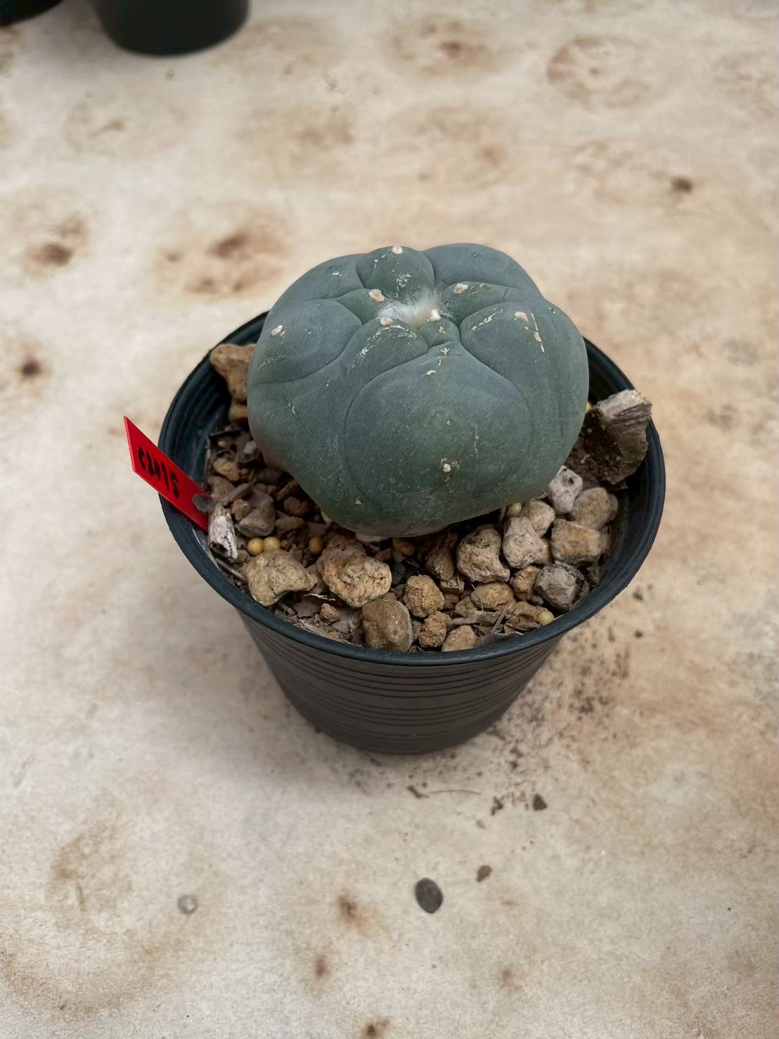 Lophophora williamsii – Peyote Cactus (3-4 cm, Own Root)