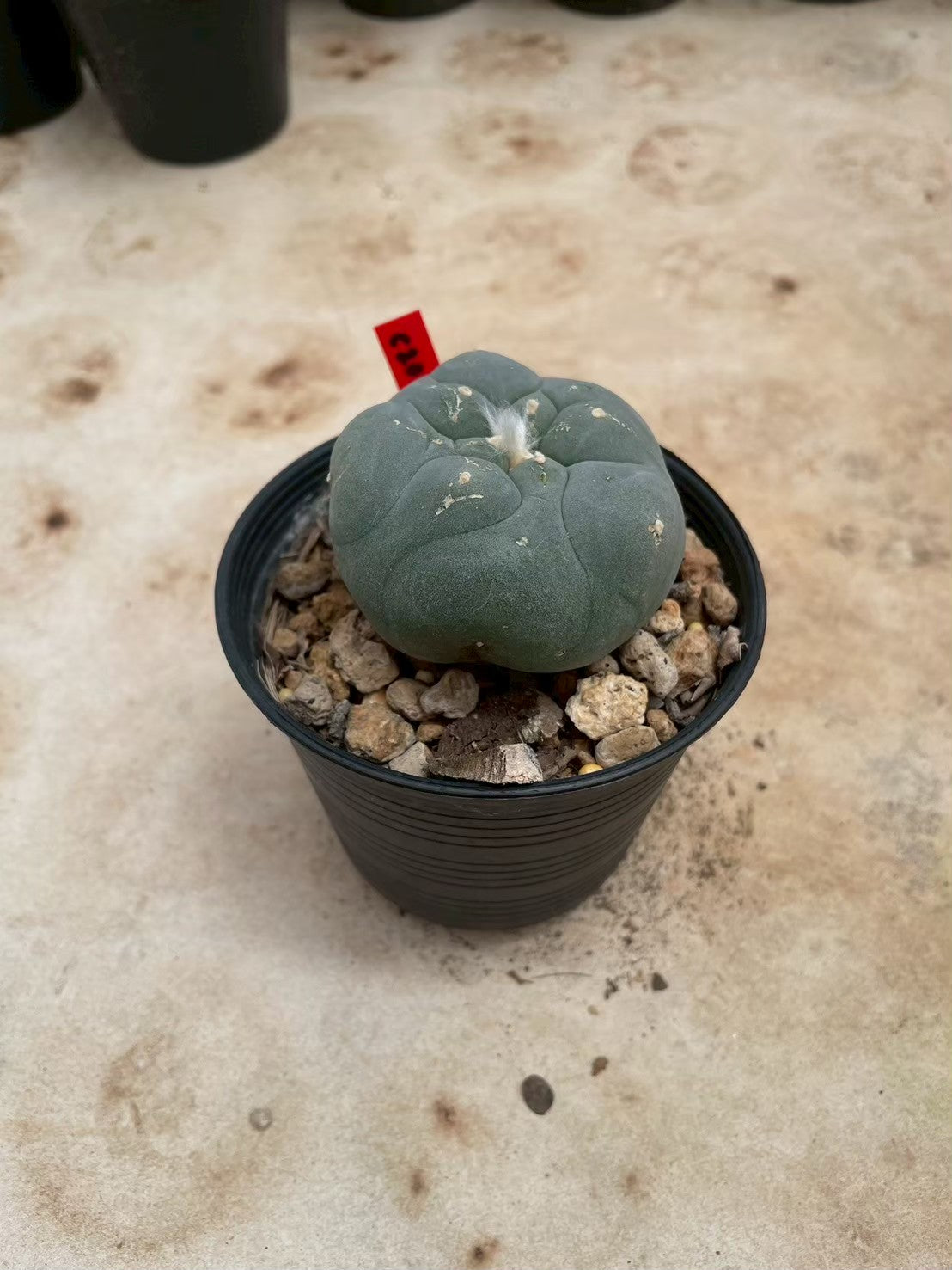 Lophophora williamsii – Peyote Cactus (3-4 cm, Own Root)