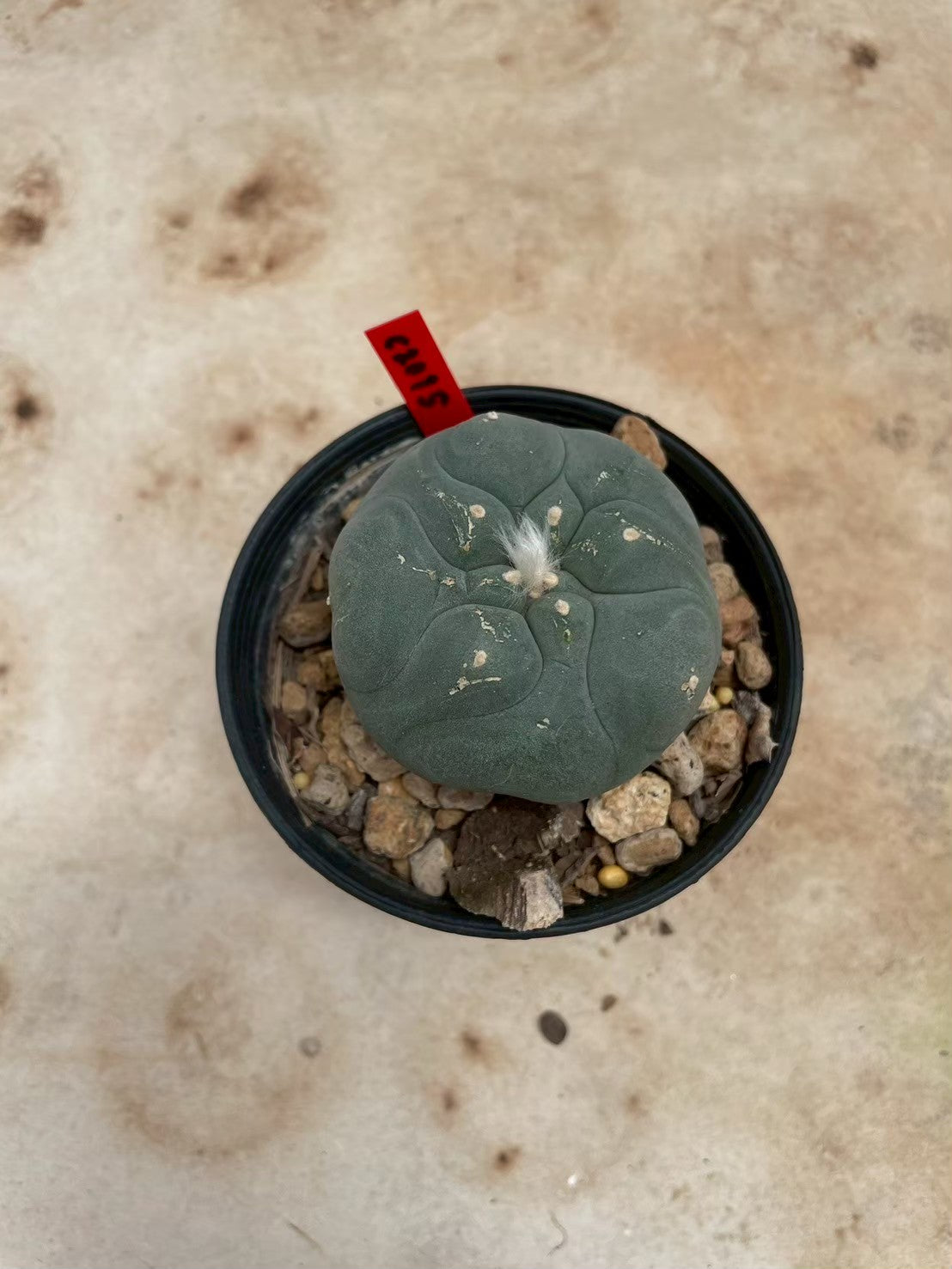 Lophophora williamsii – Peyote Cactus (3-4 cm, Own Root)