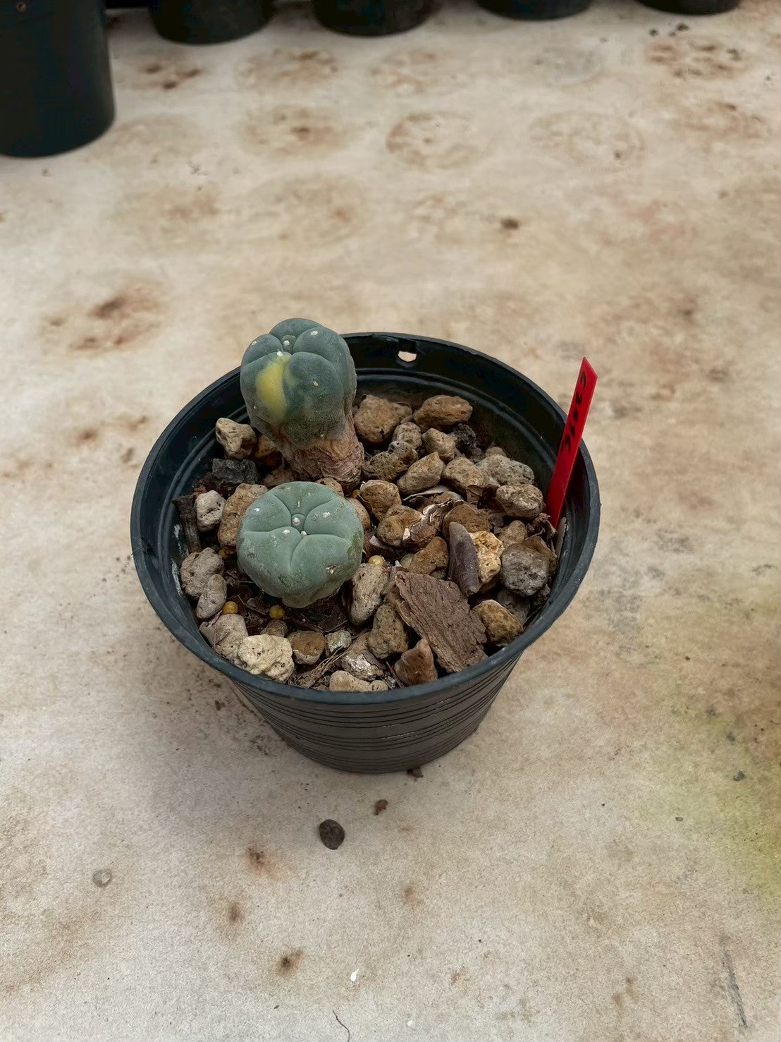 Lophophora williamsii – Peyote Cactus (3-4 cm, Own Root)