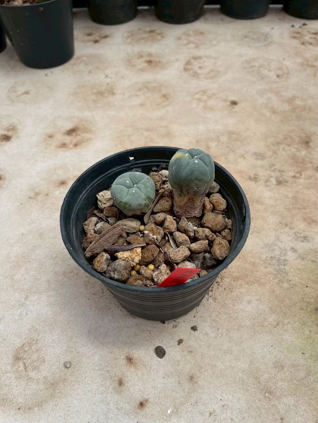 Lophophora williamsii – Peyote Cactus (3-4 cm, Own Root)