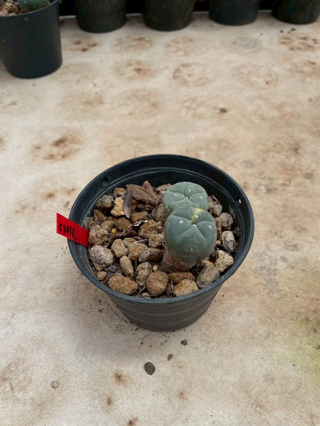 Lophophora williamsii – Peyote Cactus (3-4 cm, Own Root)