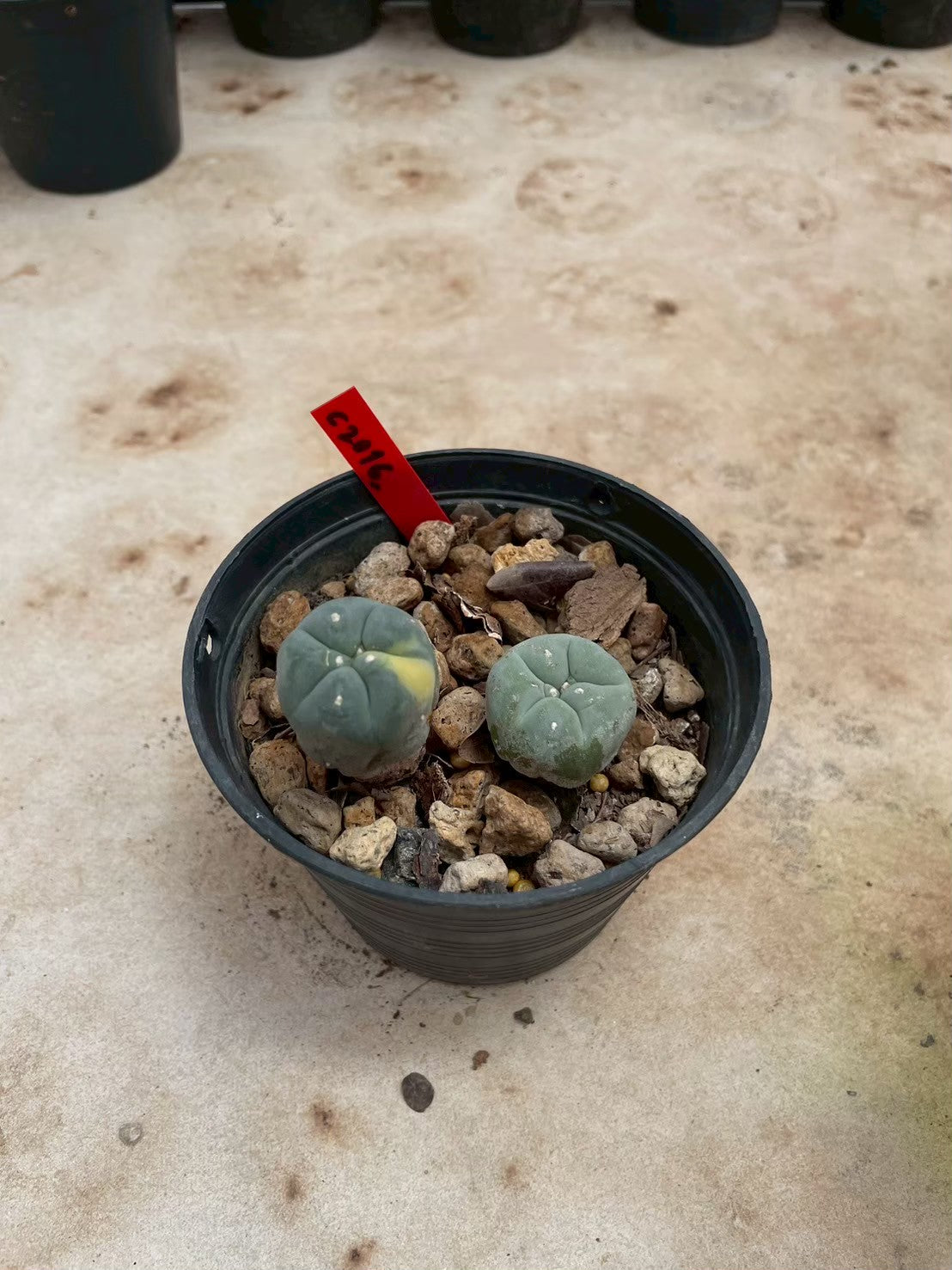 Lophophora williamsii – Peyote Cactus (3-4 cm, Own Root)