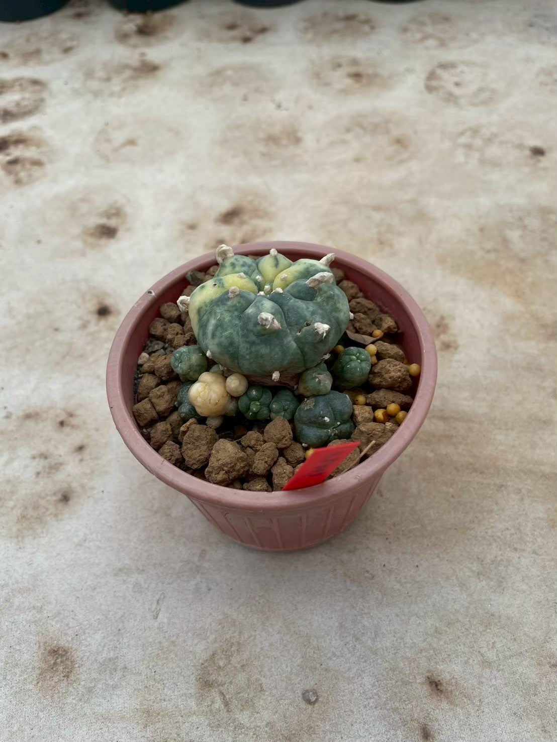 Lophophora williamsii variegata  – Peyote Cactus (3-4 cm, Own Root)