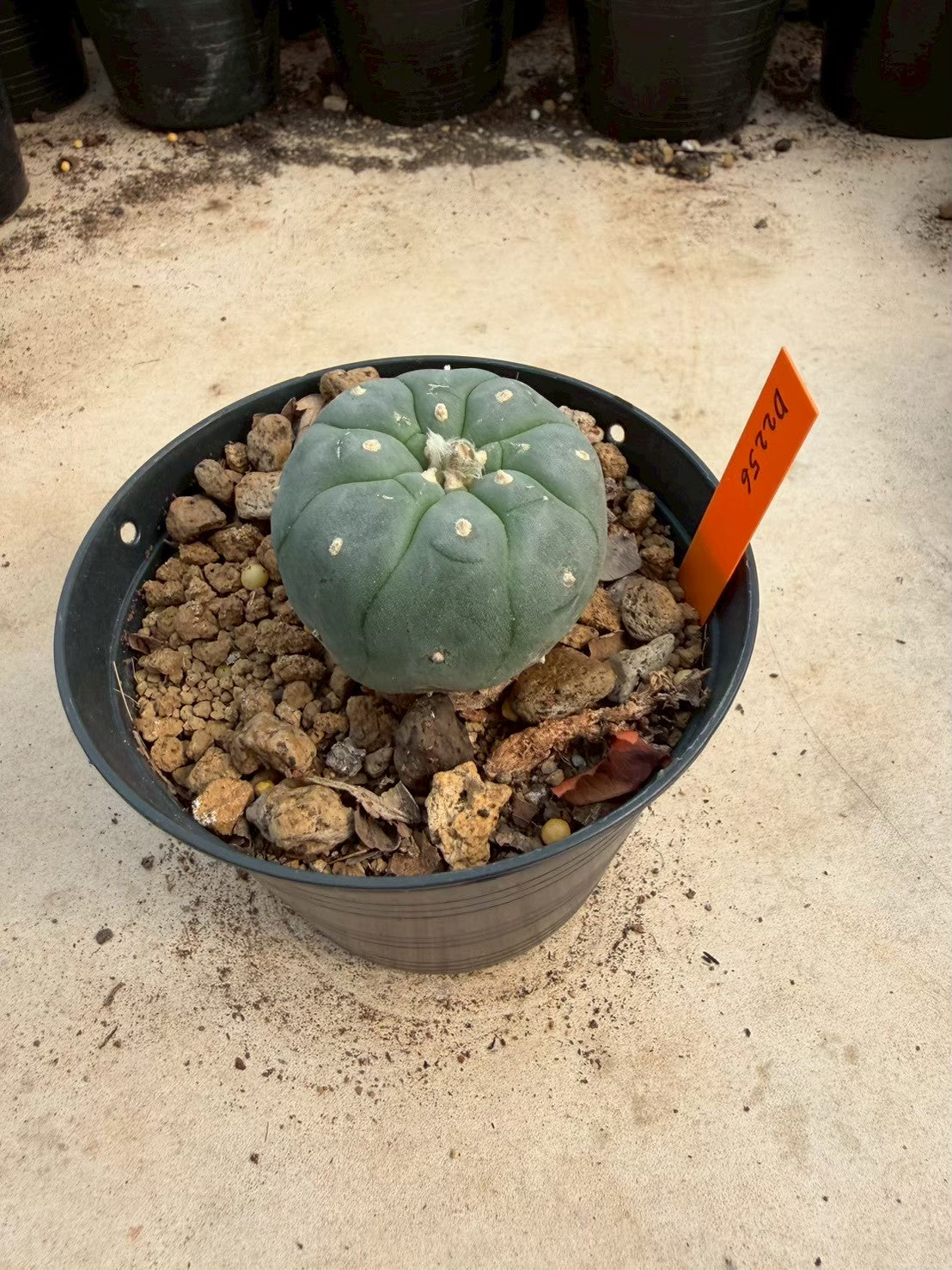 Lophophora williamsii – Peyote Cactus (Seed Grown, 3-3.5 cm, Own Root) 12 years old