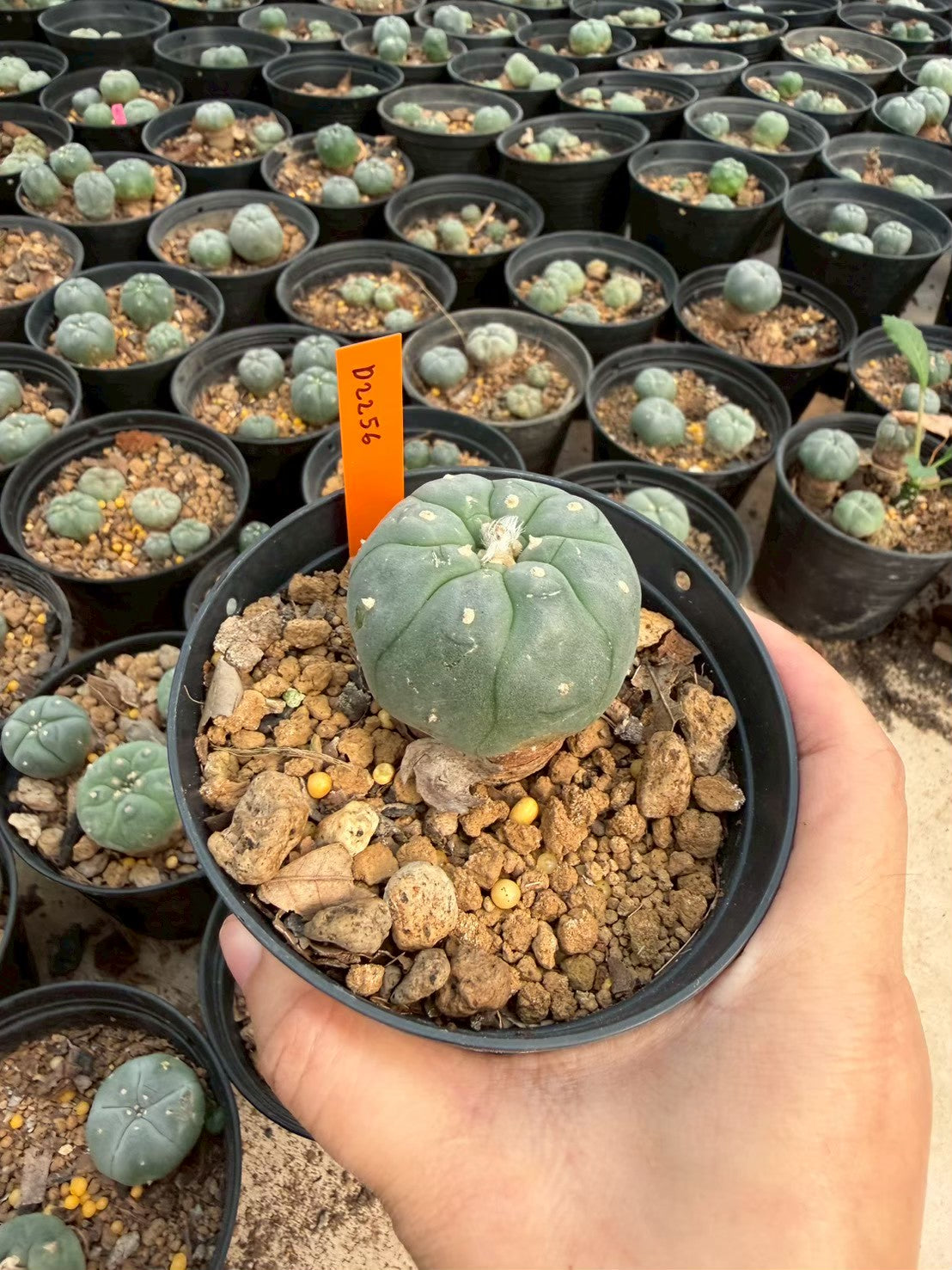Lophophora williamsii – Peyote Cactus (Seed Grown, 3-3.5 cm, Own Root) 12 years old