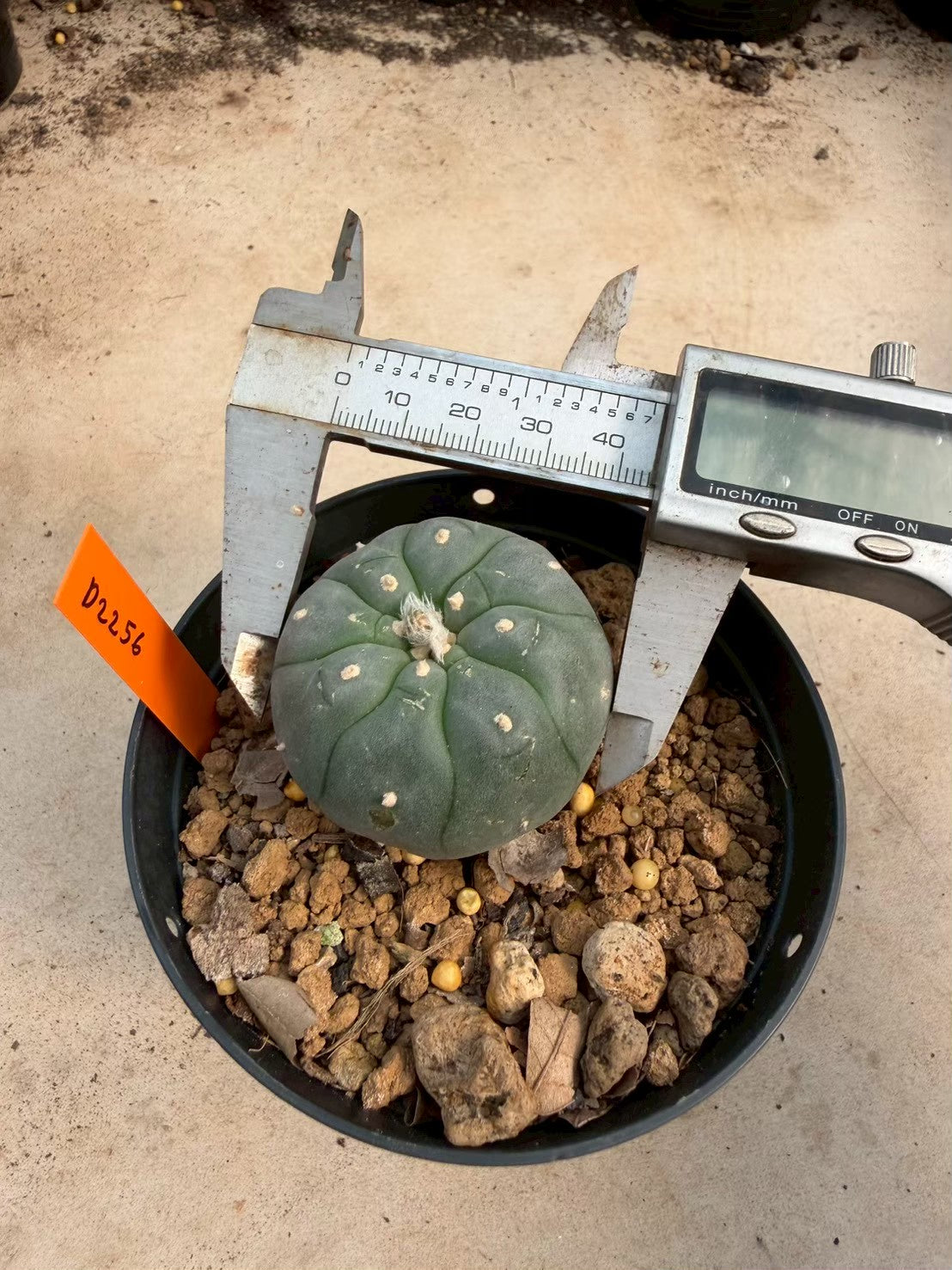 Lophophora williamsii – Peyote Cactus (Seed Grown, 3-3.5 cm, Own Root) 12 years old