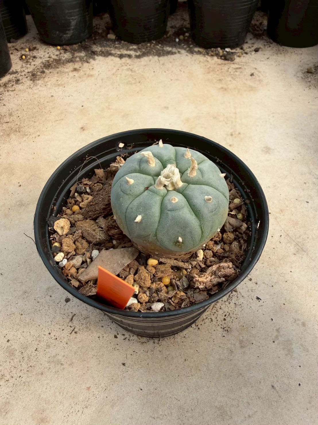 Lophophora williamsii – Peyote Cactus (Seed Grown, 3-3.5 cm, Own Root) 12 years old