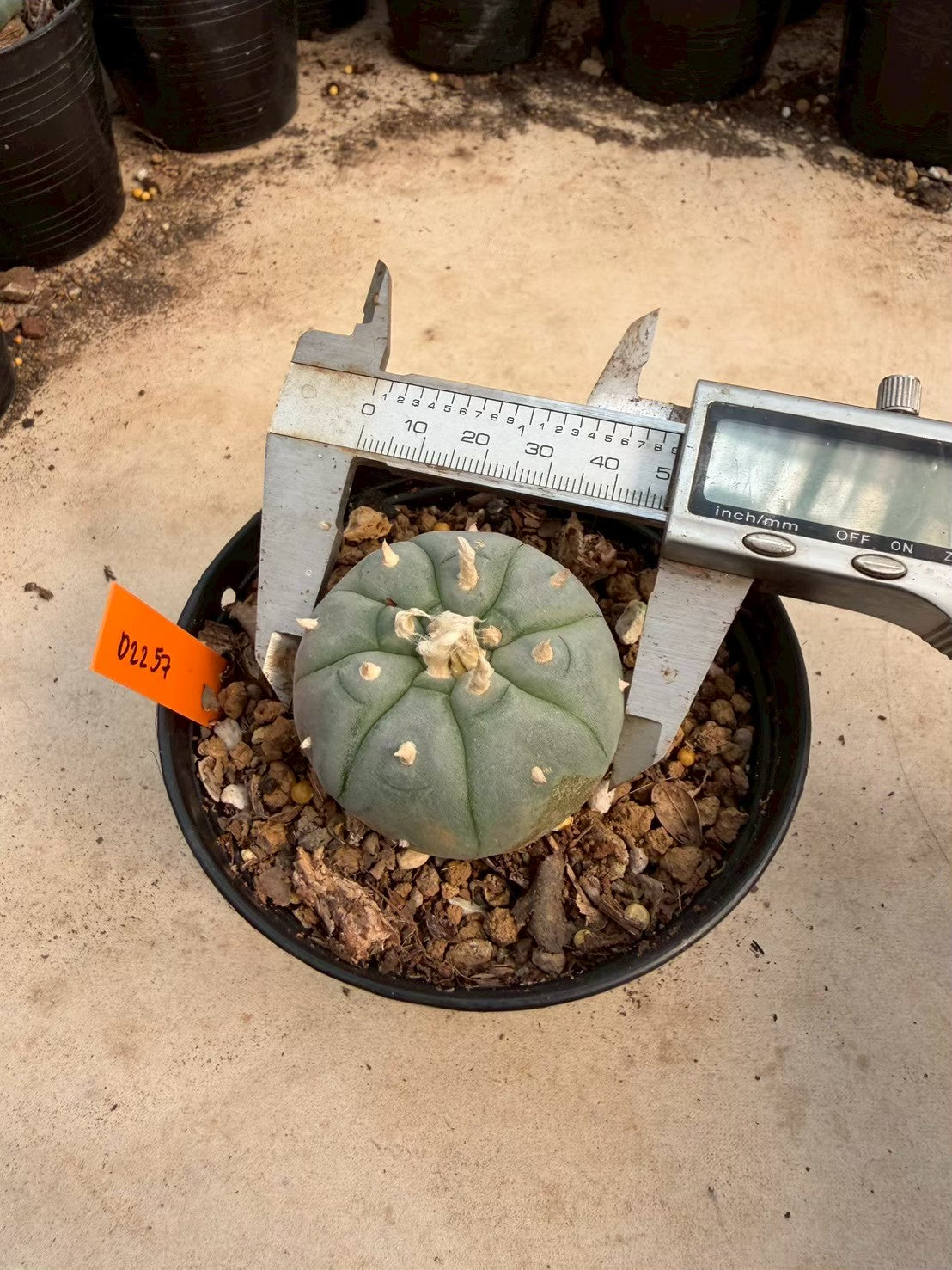 Lophophora williamsii – Peyote Cactus (Seed Grown, 3-3.5 cm, Own Root) 12 years old