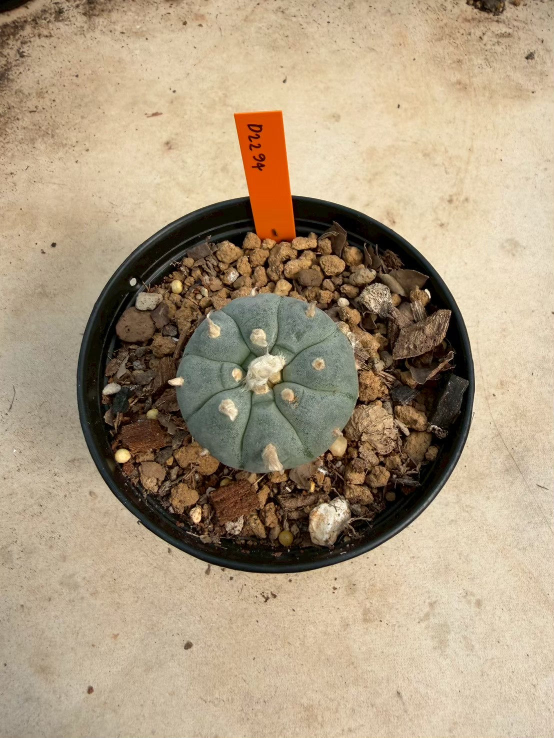 Lophophora williamsii – Peyote Cactus (Seed Grown, 3-3.5 cm, Own Root) 12 years old