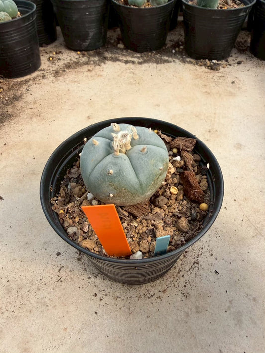 Lophophora williamsii – Peyote Cactus (Seed Grown, 3-3.5 cm, Own Root) 12 years old