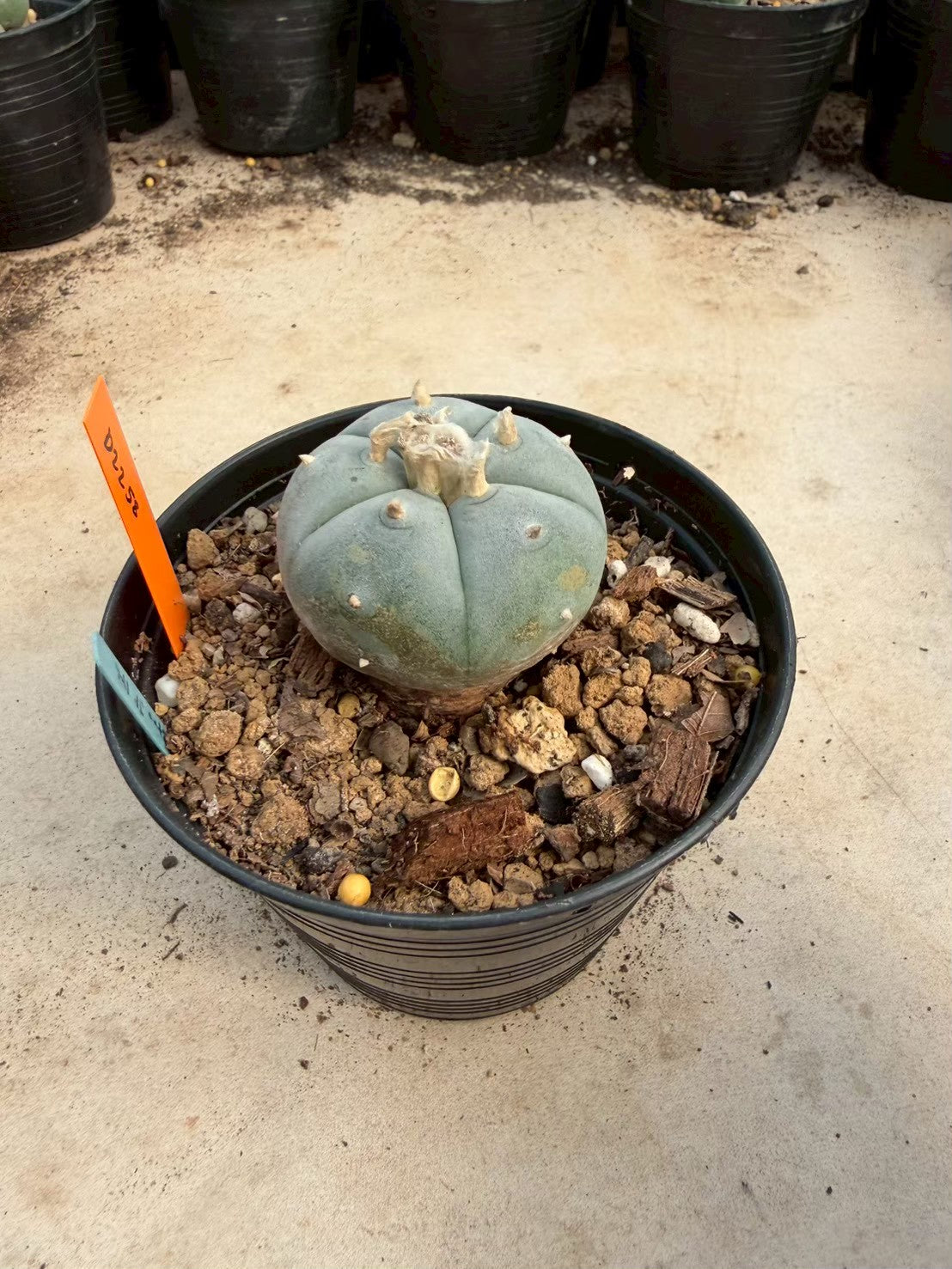 Lophophora williamsii – Peyote Cactus (Seed Grown, 3-3.5 cm, Own Root) 12 years old