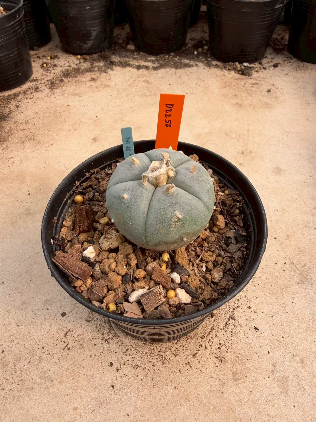 Lophophora williamsii – Peyote Cactus (Seed Grown, 3-3.5 cm, Own Root) 12 years old