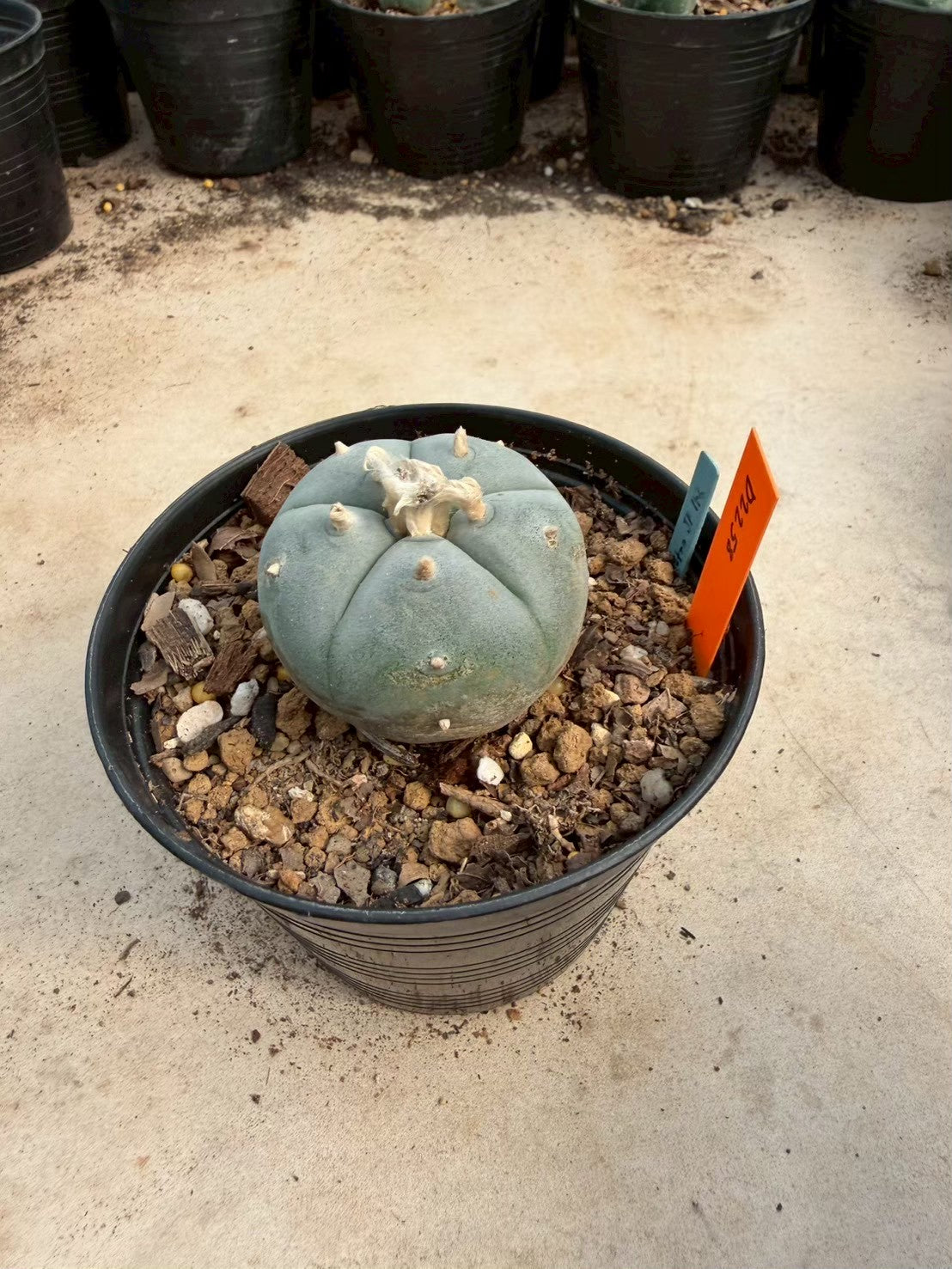 Lophophora williamsii – Peyote Cactus (Seed Grown, 3-3.5 cm, Own Root) 12 years old
