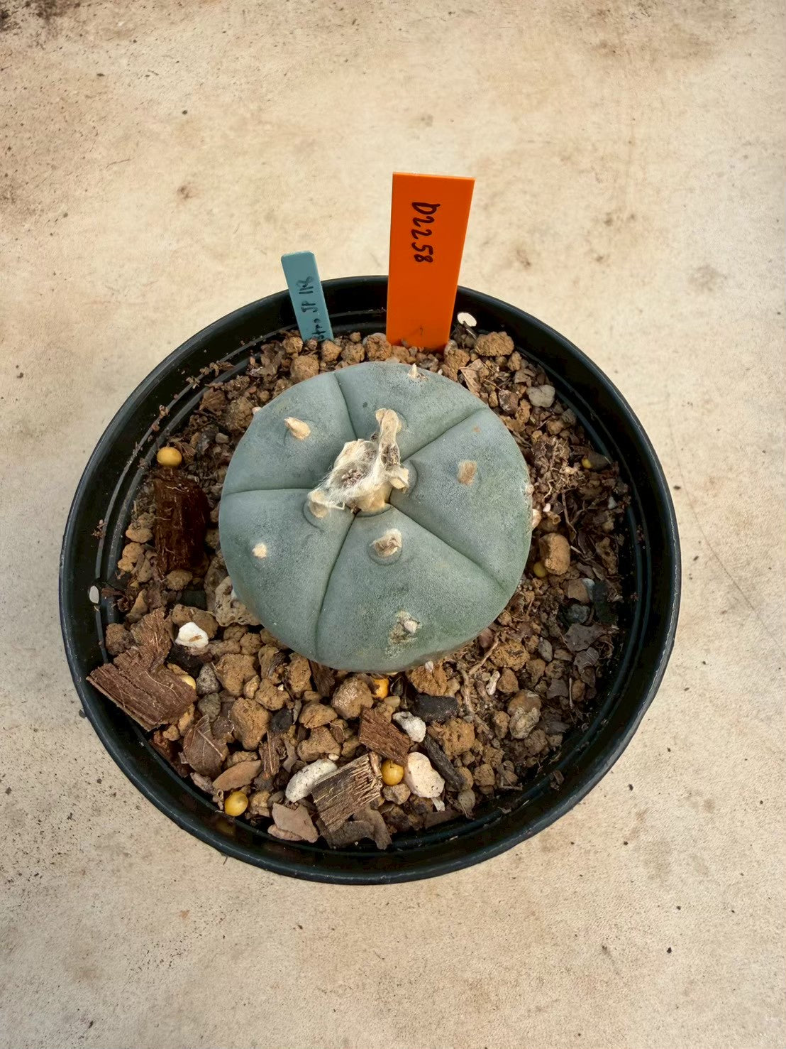 Lophophora williamsii – Peyote Cactus (Seed Grown, 3-3.5 cm, Own Root) 12 years old