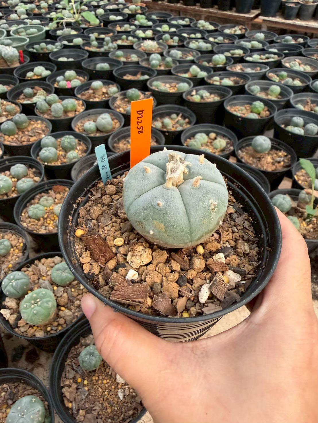 Lophophora williamsii – Peyote Cactus (Seed Grown, 3-3.5 cm, Own Root) 12 years old