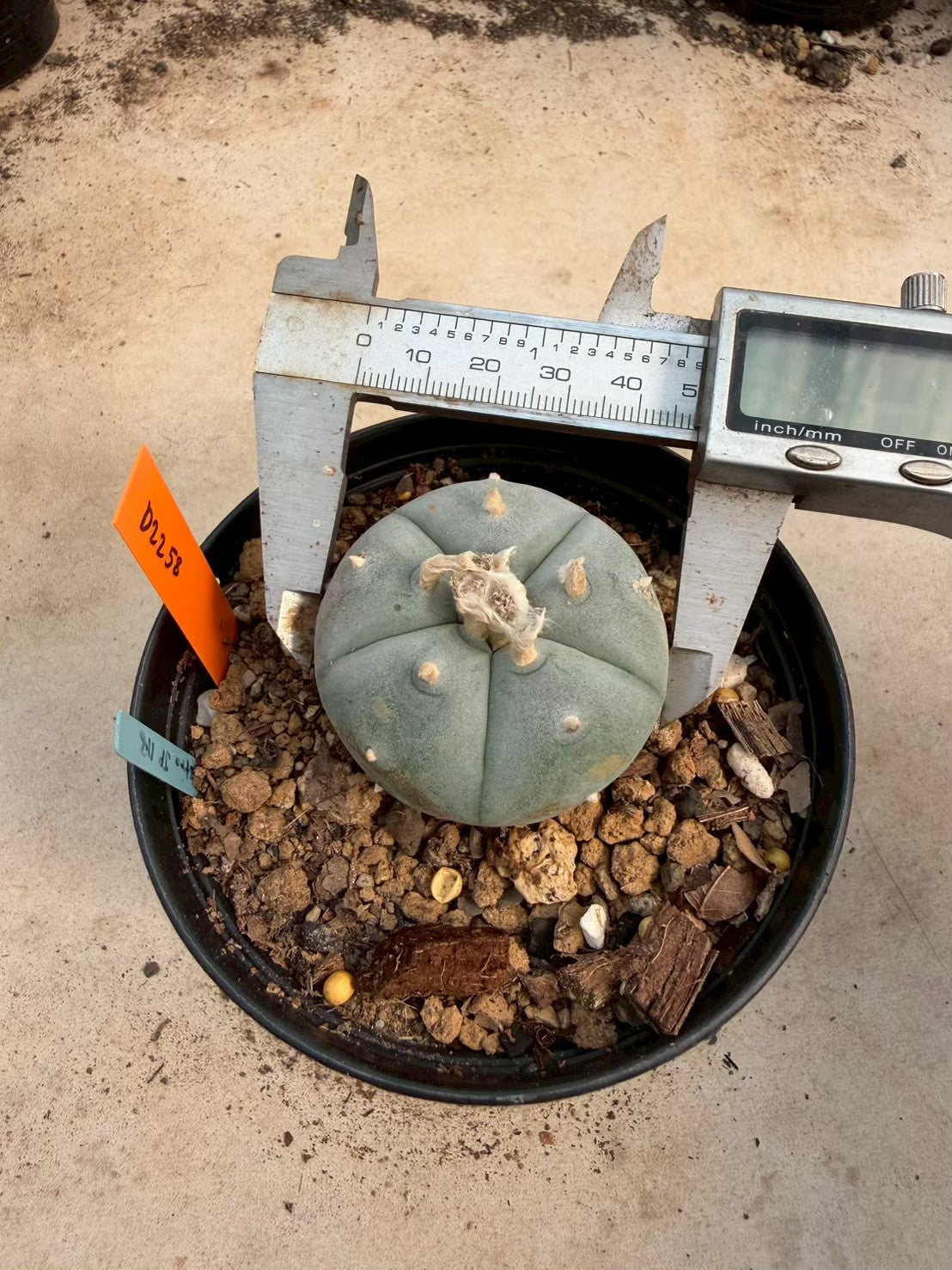Lophophora williamsii – Peyote Cactus (Seed Grown, 3-3.5 cm, Own Root) 12 years old