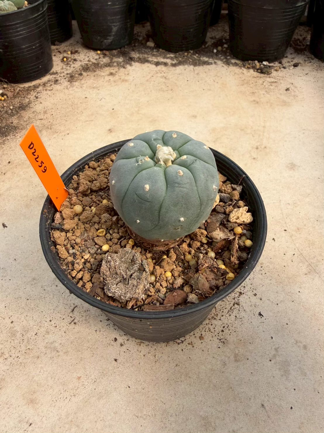 Lophophora williamsii – Peyote Cactus (Seed Grown, 3-3.5 cm, Own Root) 12 years old