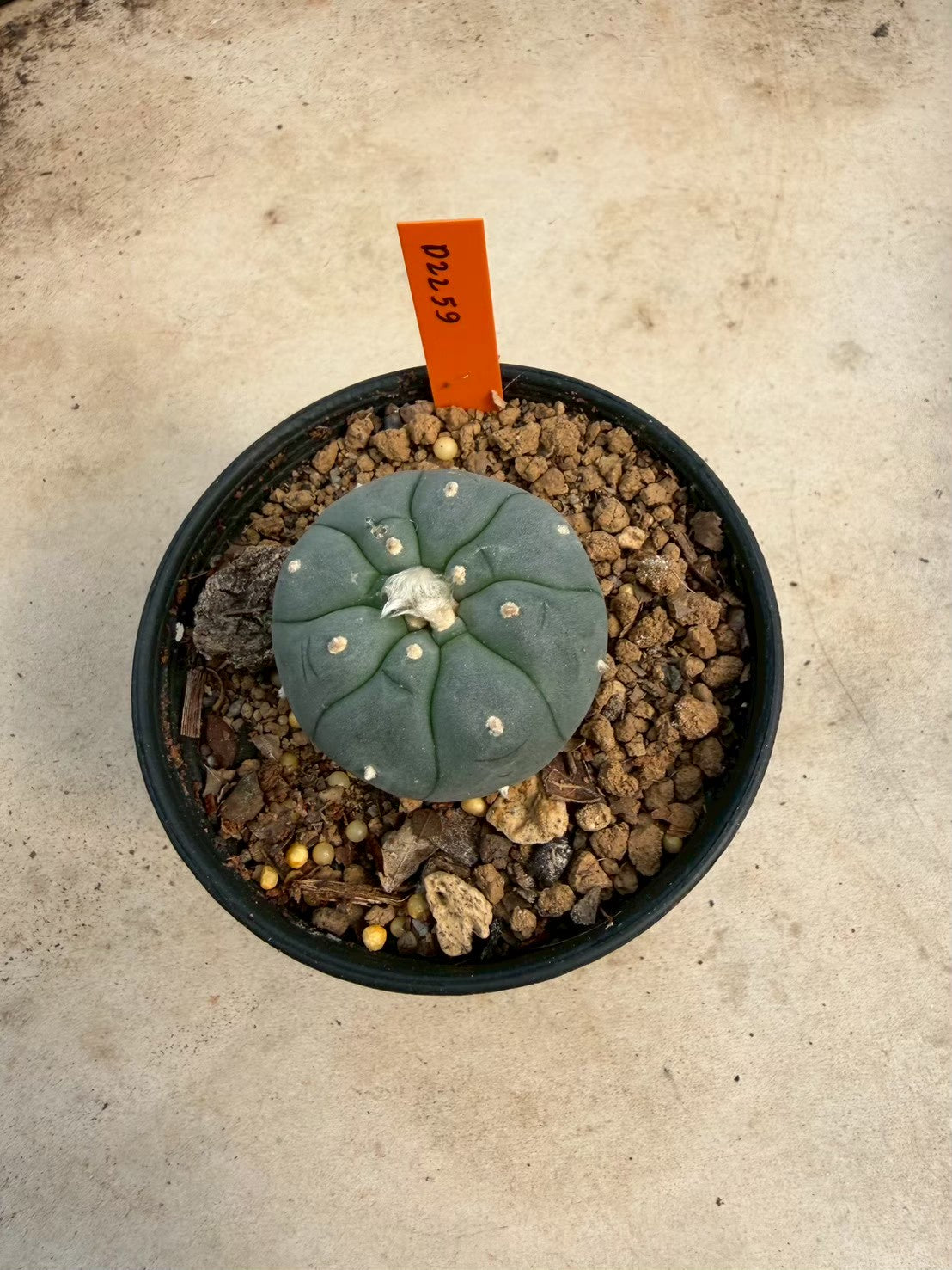 Lophophora williamsii – Peyote Cactus (Seed Grown, 3-3.5 cm, Own Root) 12 years old