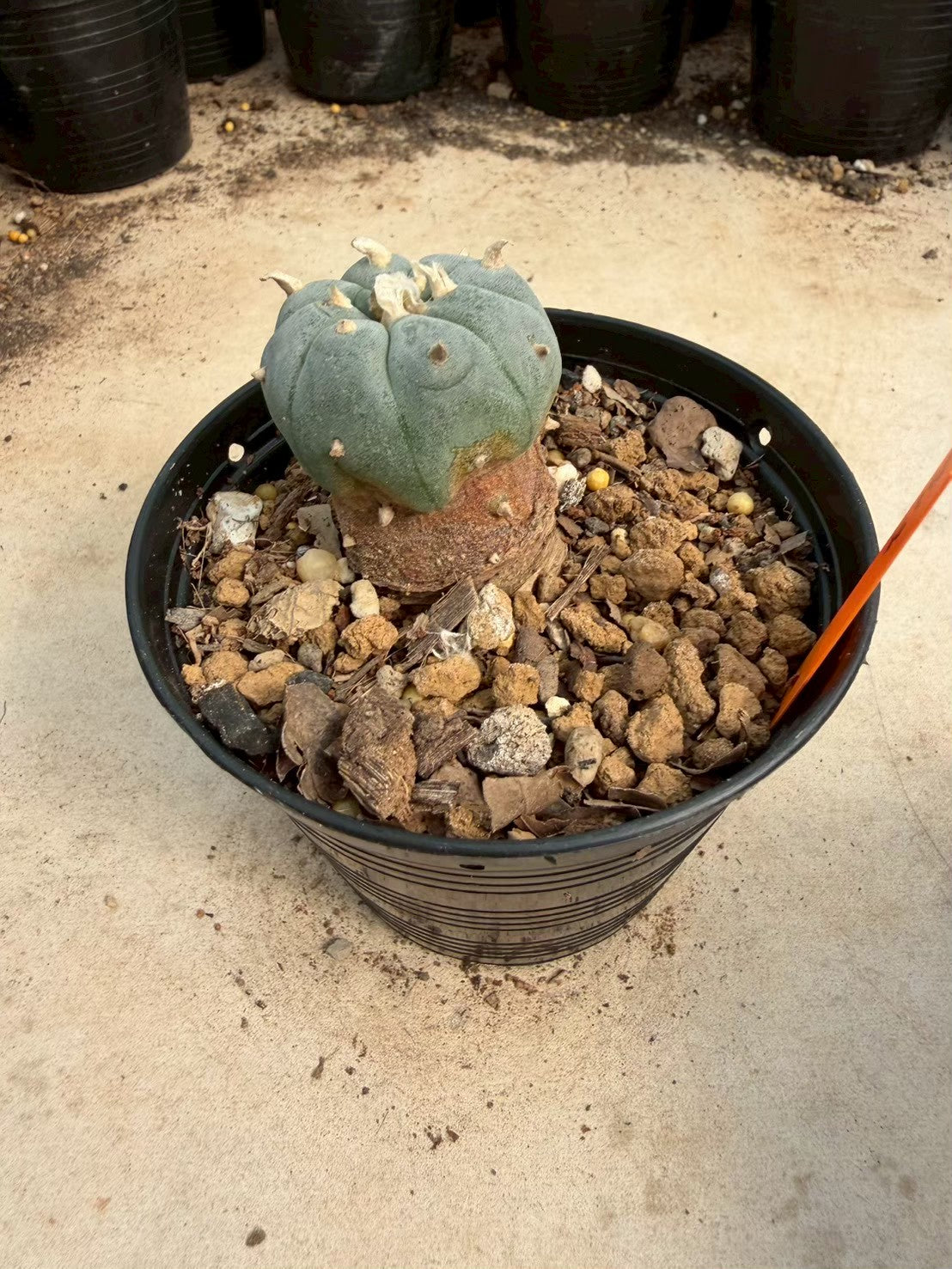 Lophophora williamsii – Peyote Cactus (Seed Grown, 3-3.5 cm, Own Root) 12 years old