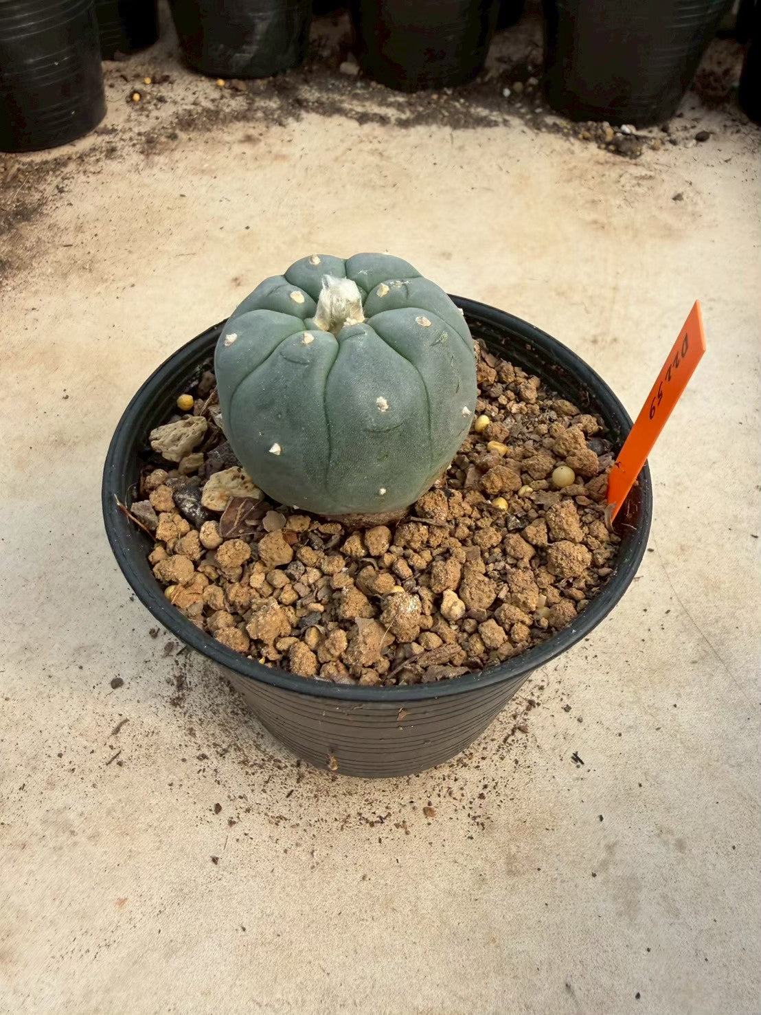 Lophophora williamsii – Peyote Cactus (Seed Grown, 3-3.5 cm, Own Root) 12 years old