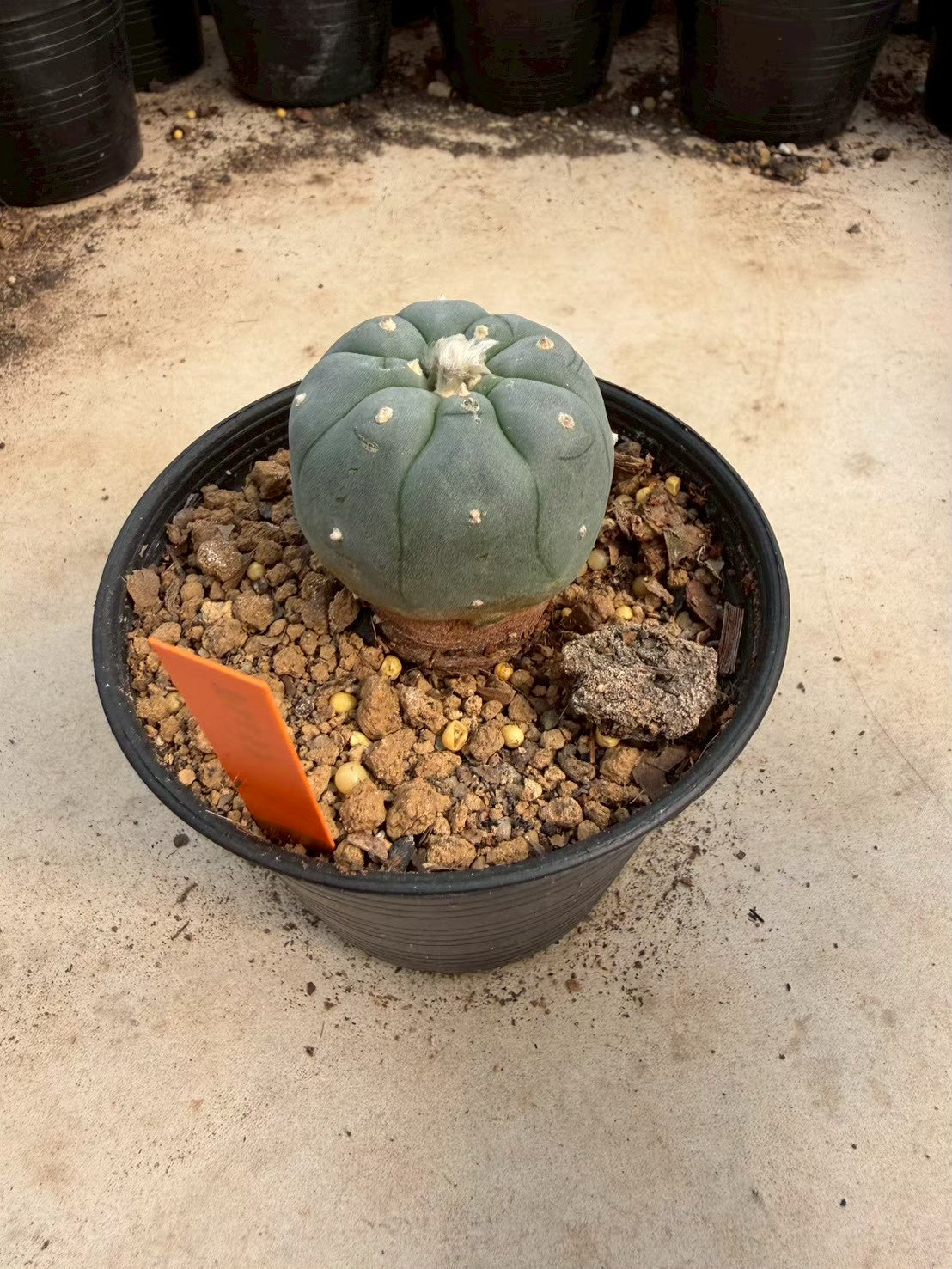 Lophophora williamsii – Peyote Cactus (Seed Grown, 3-3.5 cm, Own Root) 12 years old
