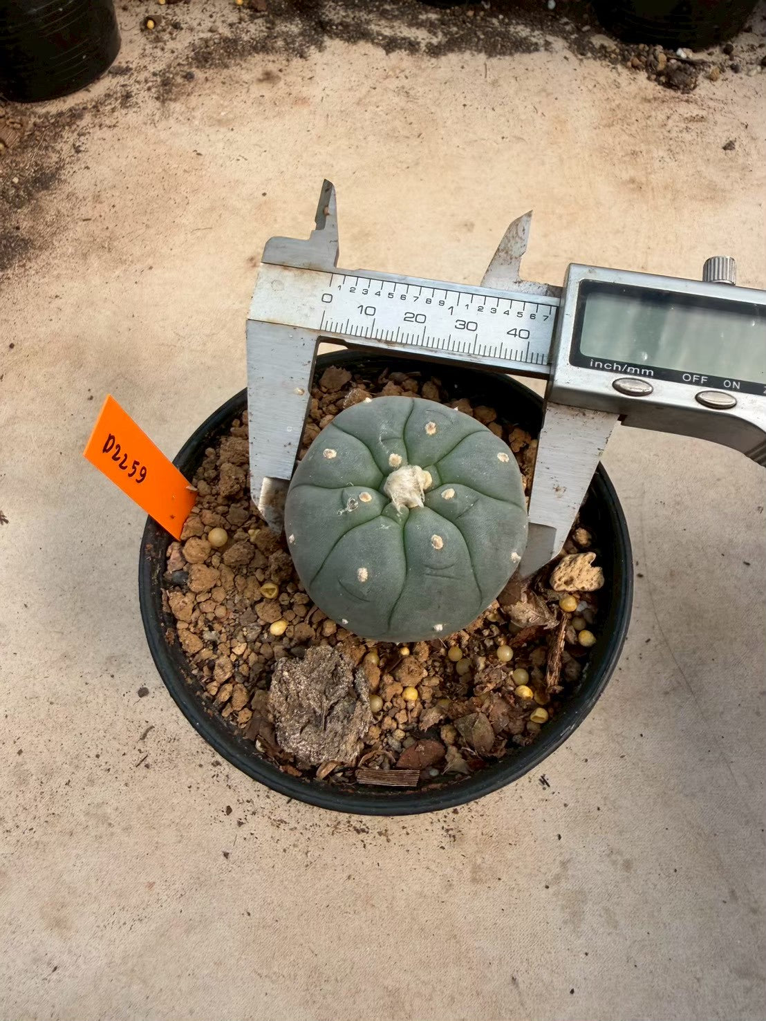 Lophophora williamsii – Peyote Cactus (Seed Grown, 3-3.5 cm, Own Root) 12 years old