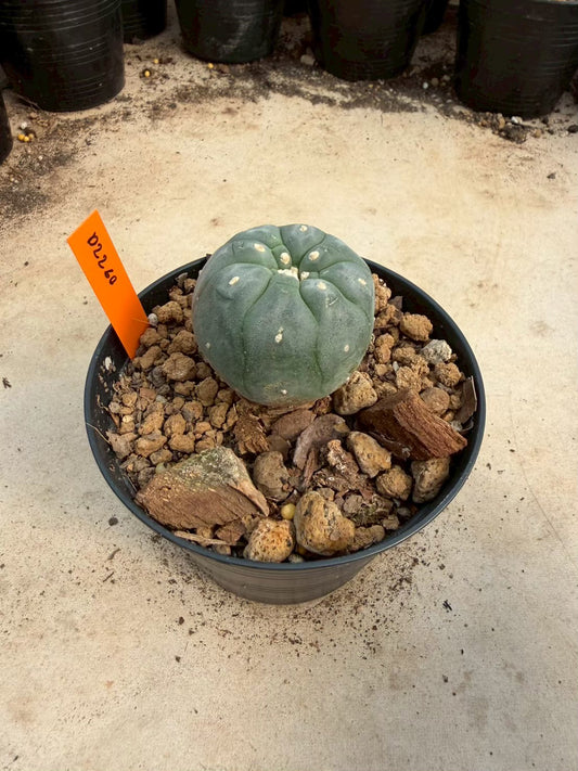 Lophophora williamsii – Peyote Cactus (Seed Grown, 3-3.5 cm, Own Root) 12 years old