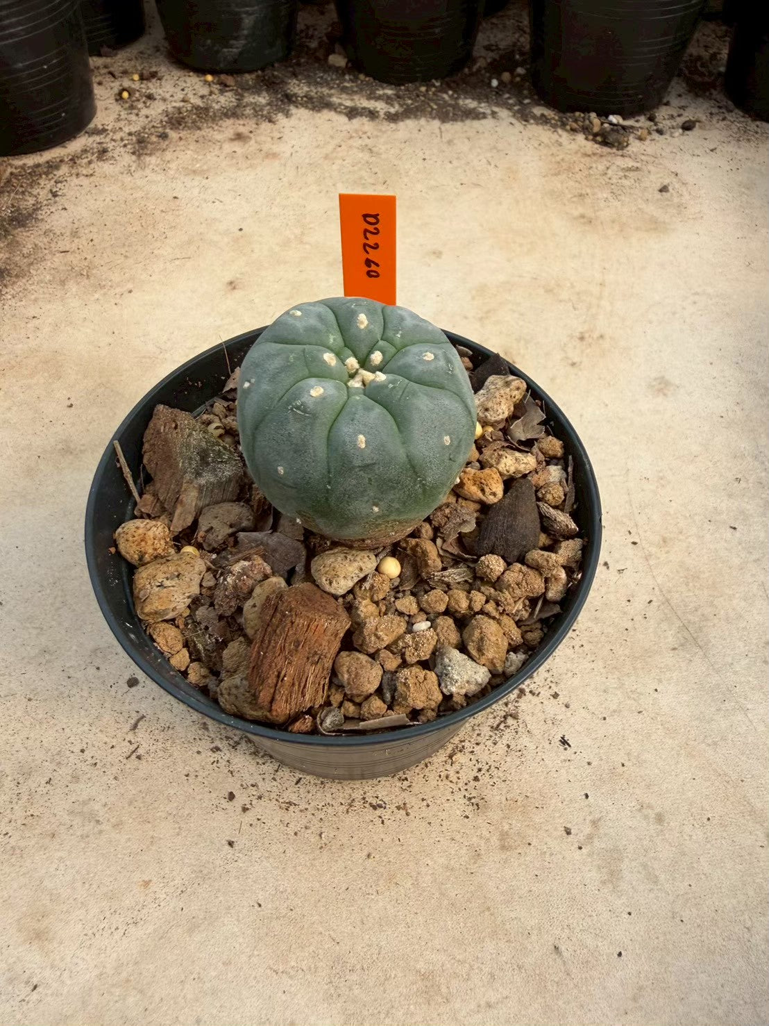 Lophophora williamsii – Peyote Cactus (Seed Grown, 3-3.5 cm, Own Root) 12 years old