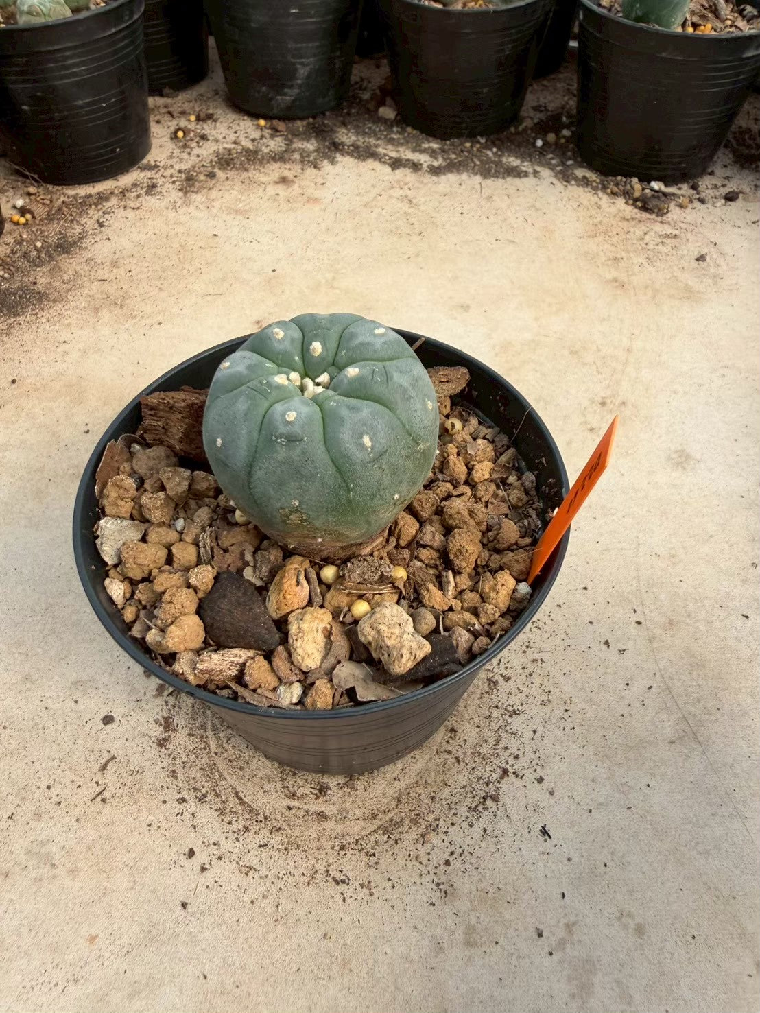 Lophophora williamsii – Peyote Cactus (Seed Grown, 3-3.5 cm, Own Root) 12 years old