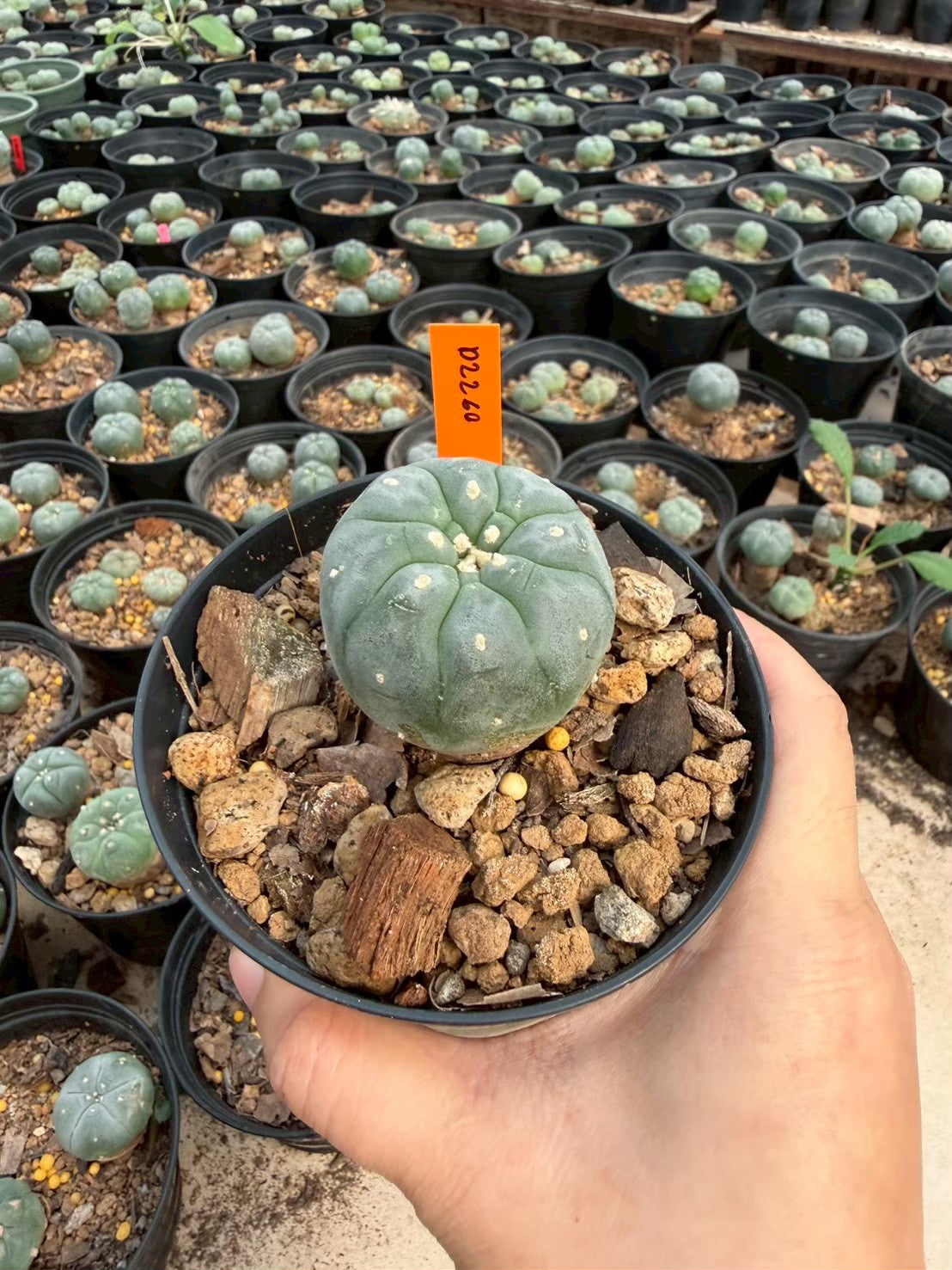 Lophophora williamsii – Peyote Cactus (Seed Grown, 3-3.5 cm, Own Root) 12 years old