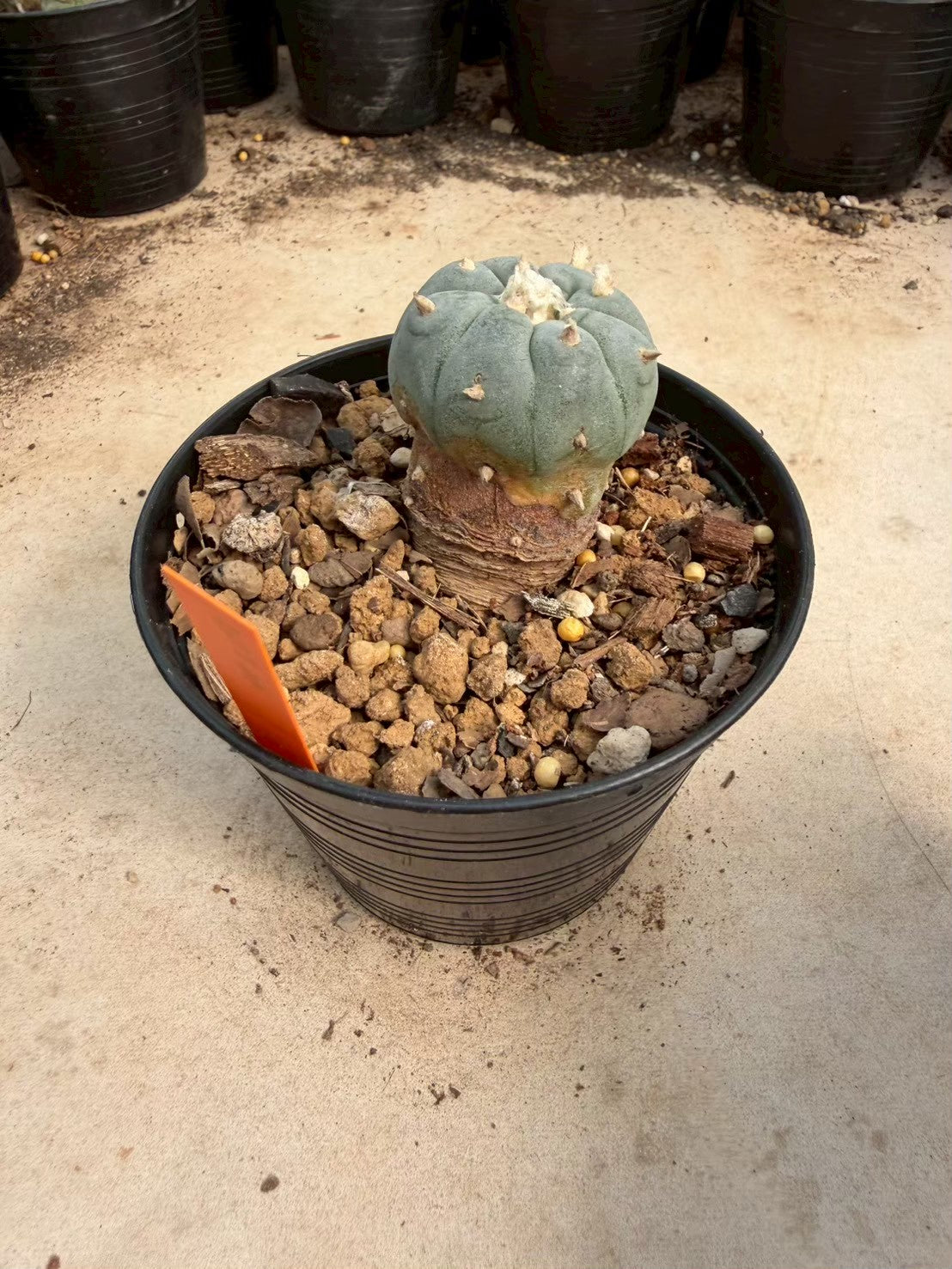 Lophophora williamsii – Peyote Cactus (Seed Grown, 3-3.5 cm, Own Root) 12 years old