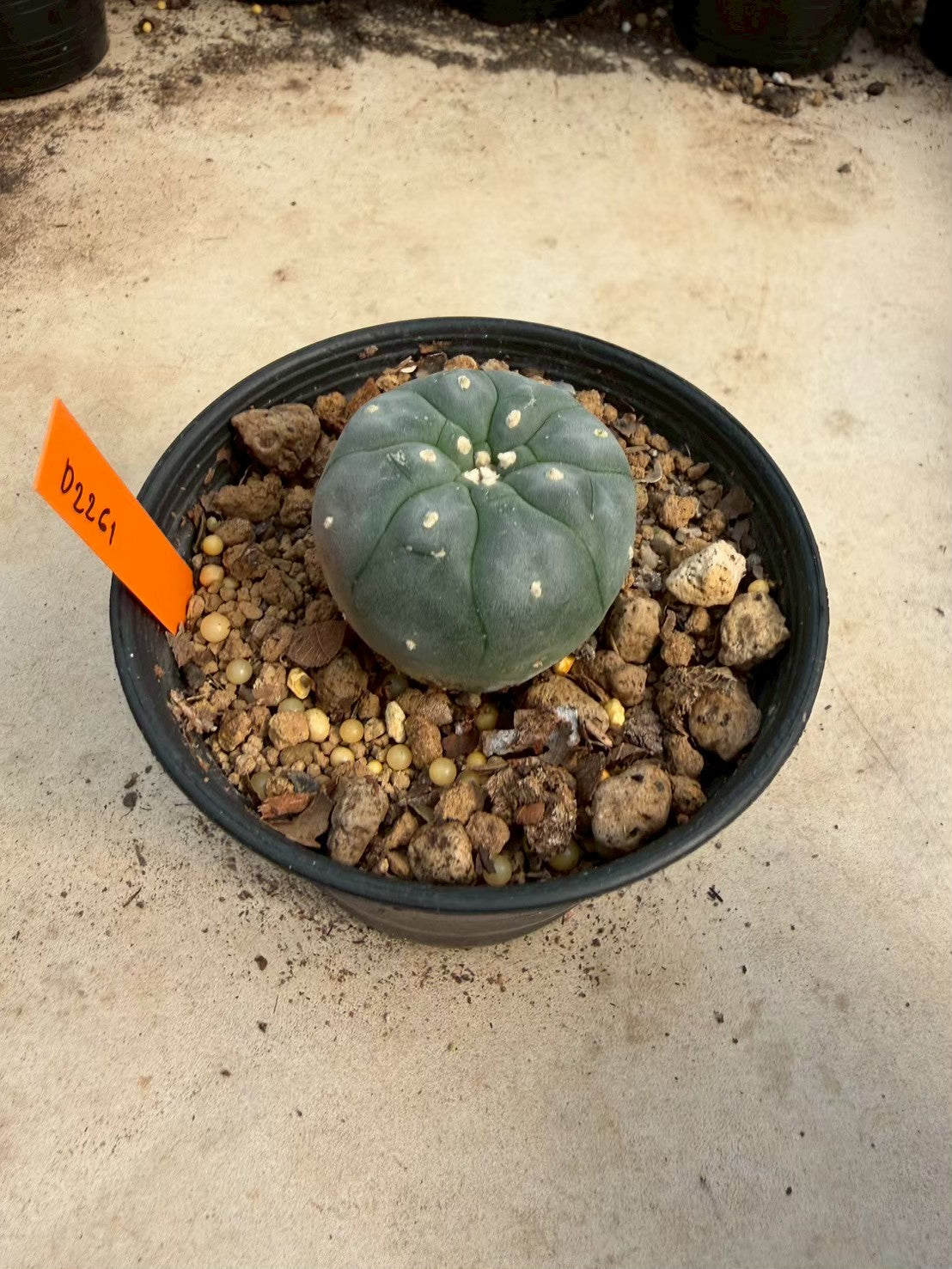 Lophophora williamsii – Peyote Cactus (Seed Grown, 3-3.5 cm, Own Root) 12 years old