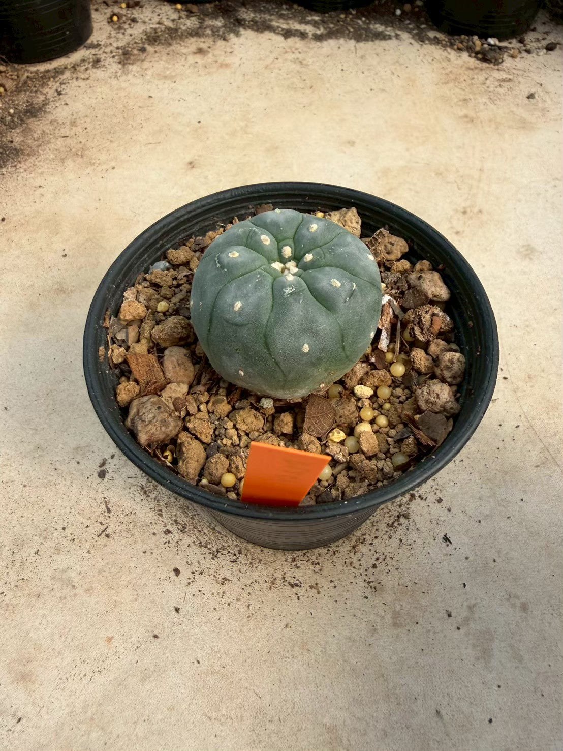 Lophophora williamsii – Peyote Cactus (Seed Grown, 3-3.5 cm, Own Root) 12 years old