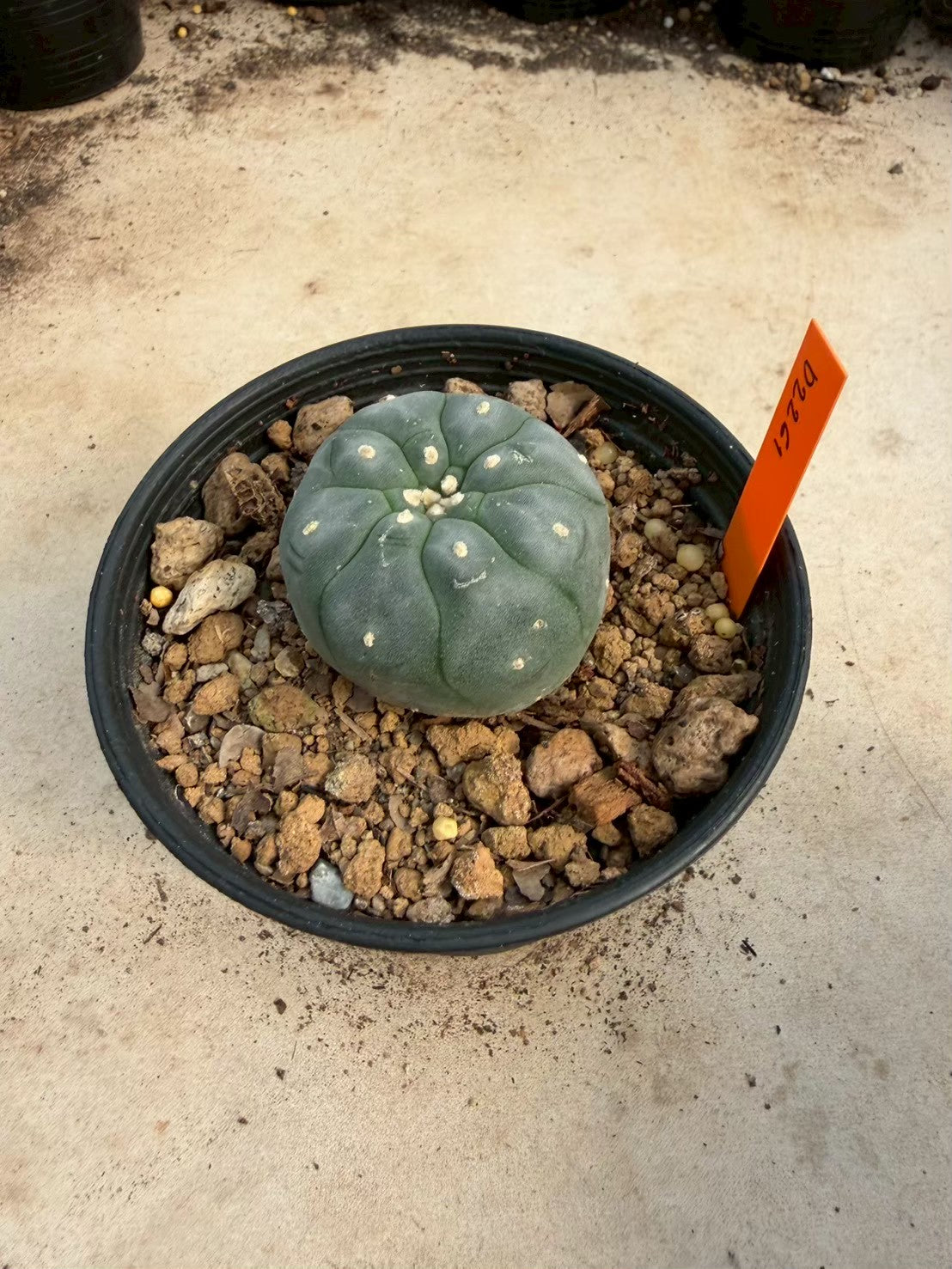Lophophora williamsii – Peyote Cactus (Seed Grown, 3-3.5 cm, Own Root) 12 years old