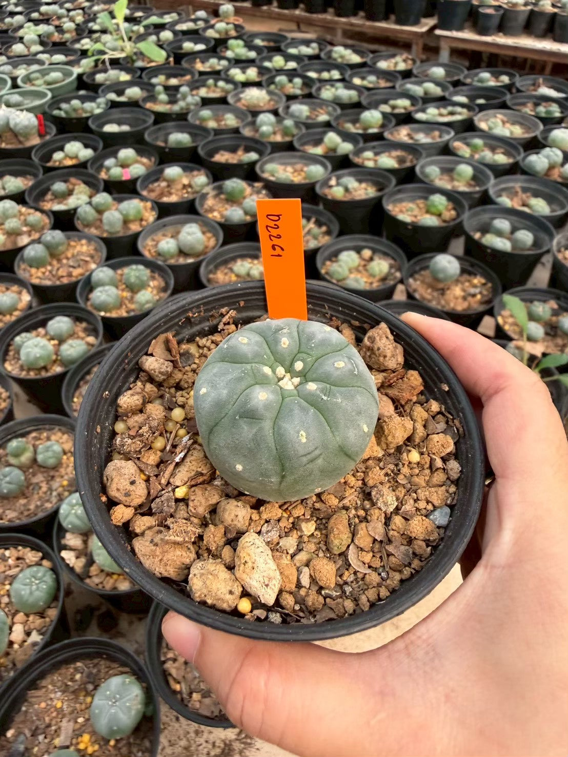 Lophophora williamsii – Peyote Cactus (Seed Grown, 3-3.5 cm, Own Root) 12 years old