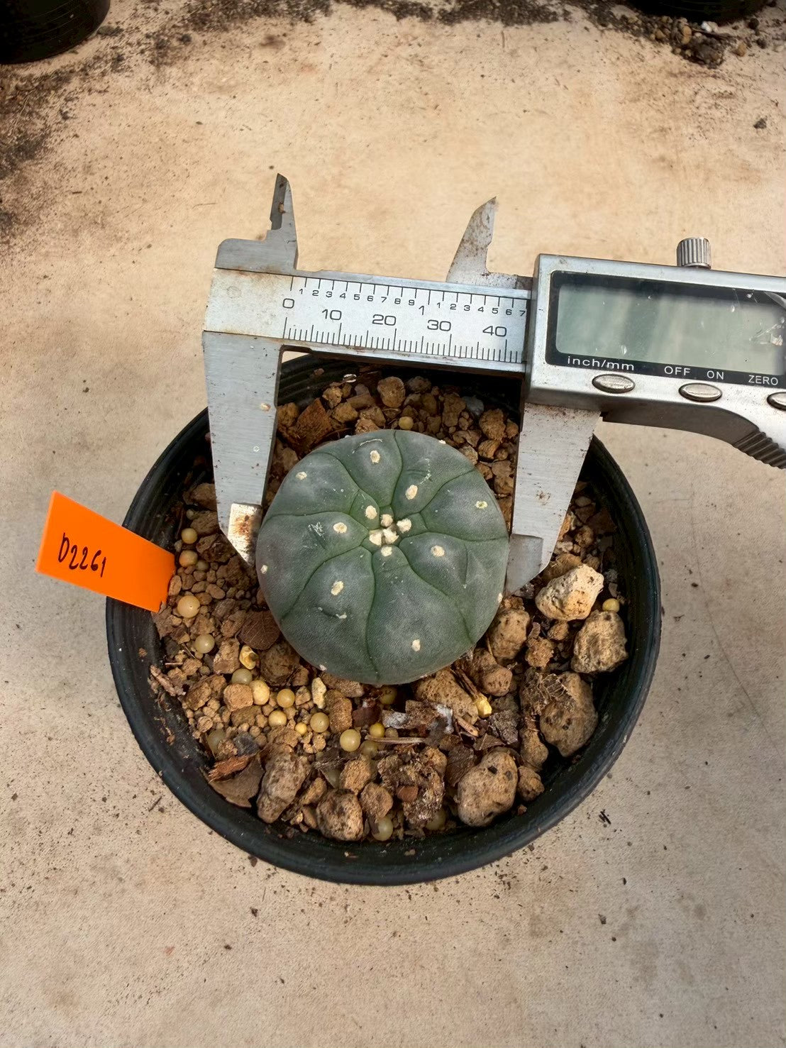 Lophophora williamsii – Peyote Cactus (Seed Grown, 3-3.5 cm, Own Root) 12 years old