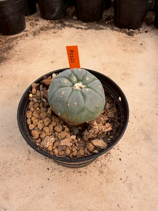 Lophophora williamsii – Peyote Cactus (Seed Grown, 3-3.5 cm, Own Root) 12 years old