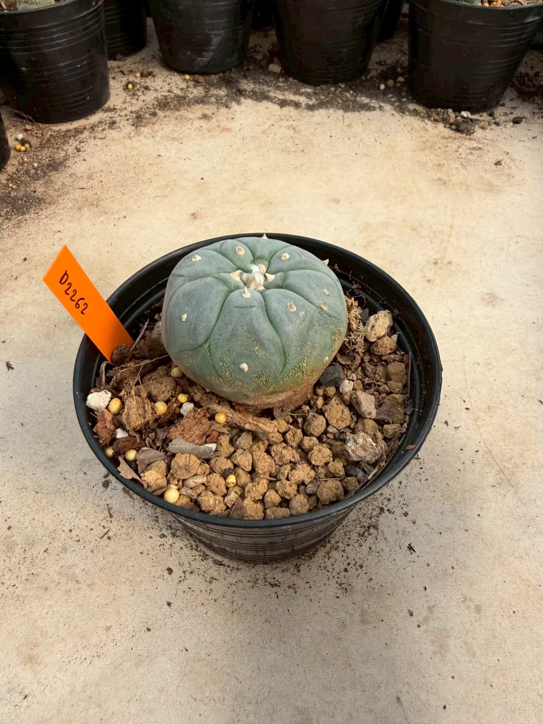 Lophophora williamsii – Peyote Cactus (Seed Grown, 3-3.5 cm, Own Root) 12 years old