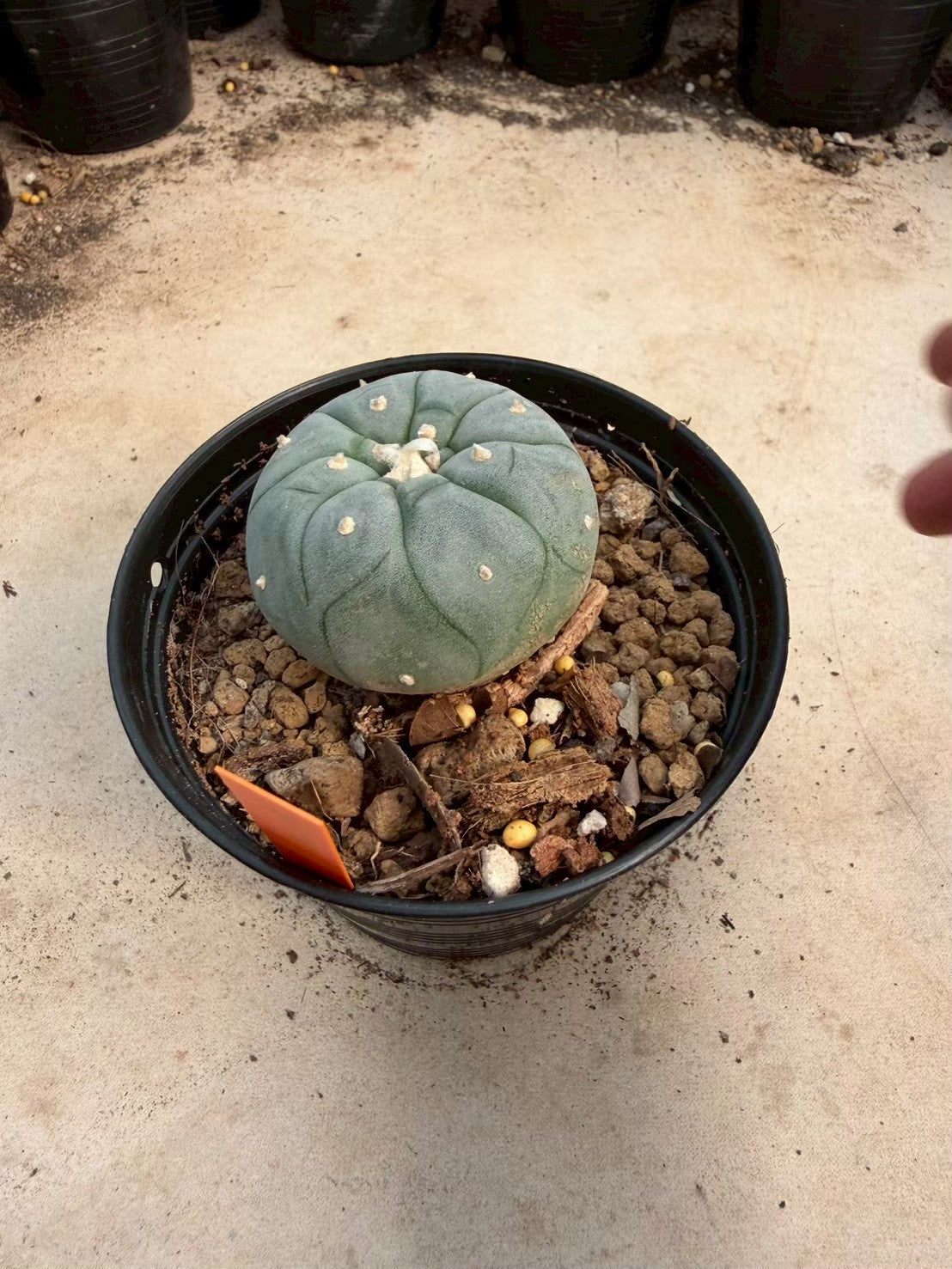 Lophophora williamsii – Peyote Cactus (Seed Grown, 3-3.5 cm, Own Root) 12 years old
