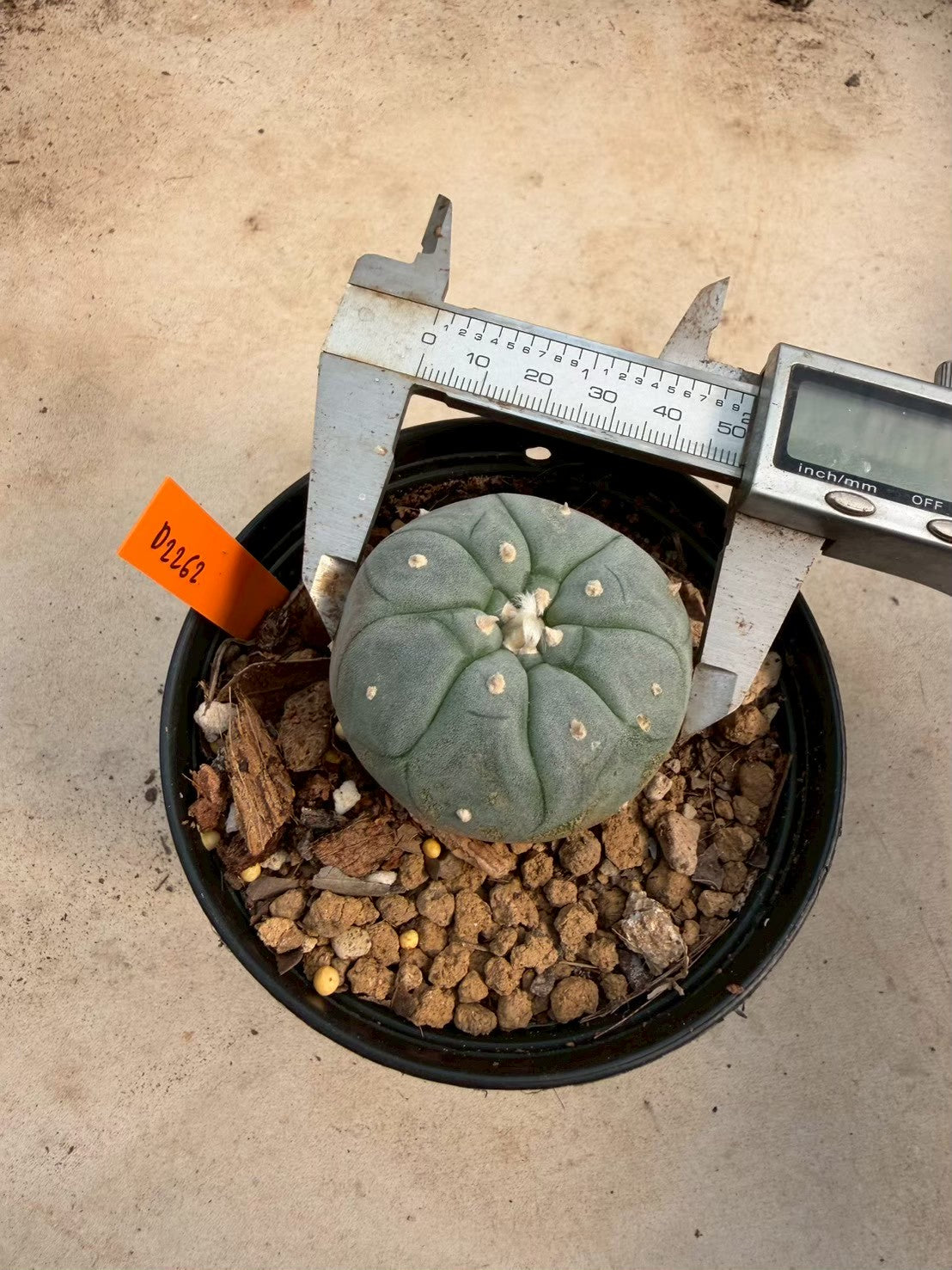 Lophophora williamsii – Peyote Cactus (Seed Grown, 3-3.5 cm, Own Root) 12 years old