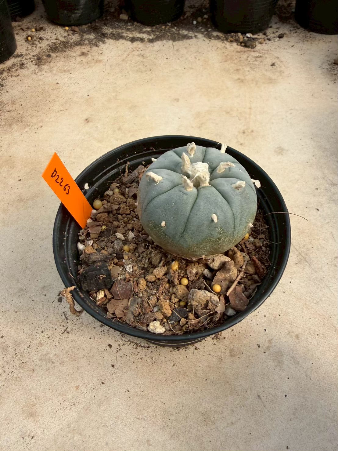 Lophophora williamsii – Peyote Cactus (Seed Grown, 3-3.5 cm, Own Root) 12 years old