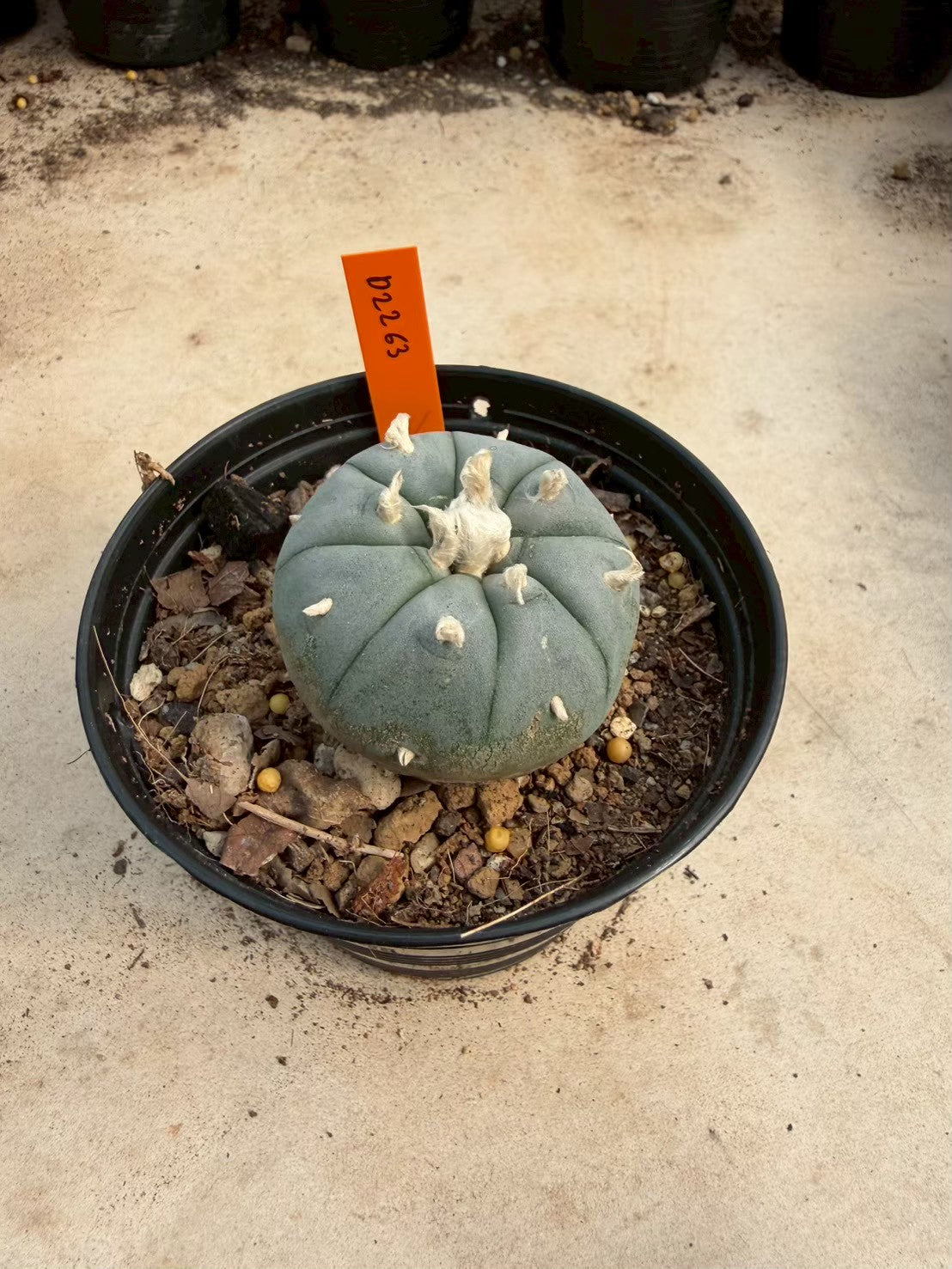 Lophophora williamsii – Peyote Cactus (Seed Grown, 3-3.5 cm, Own Root) 12 years old