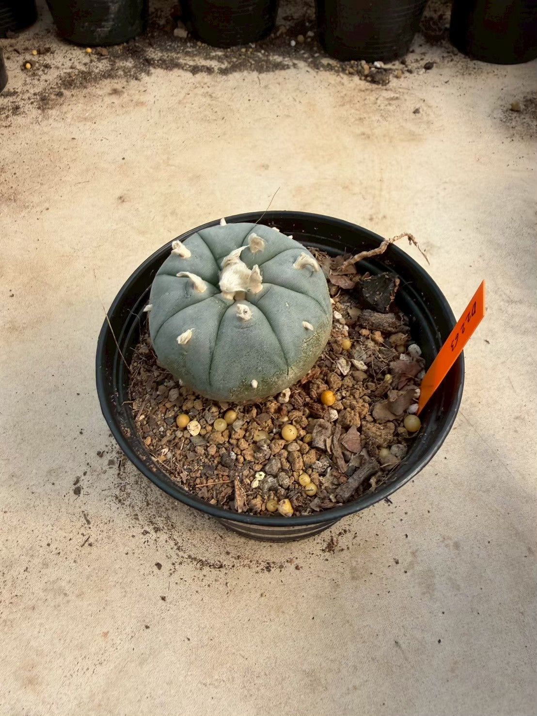 Lophophora williamsii – Peyote Cactus (Seed Grown, 3-3.5 cm, Own Root) 12 years old